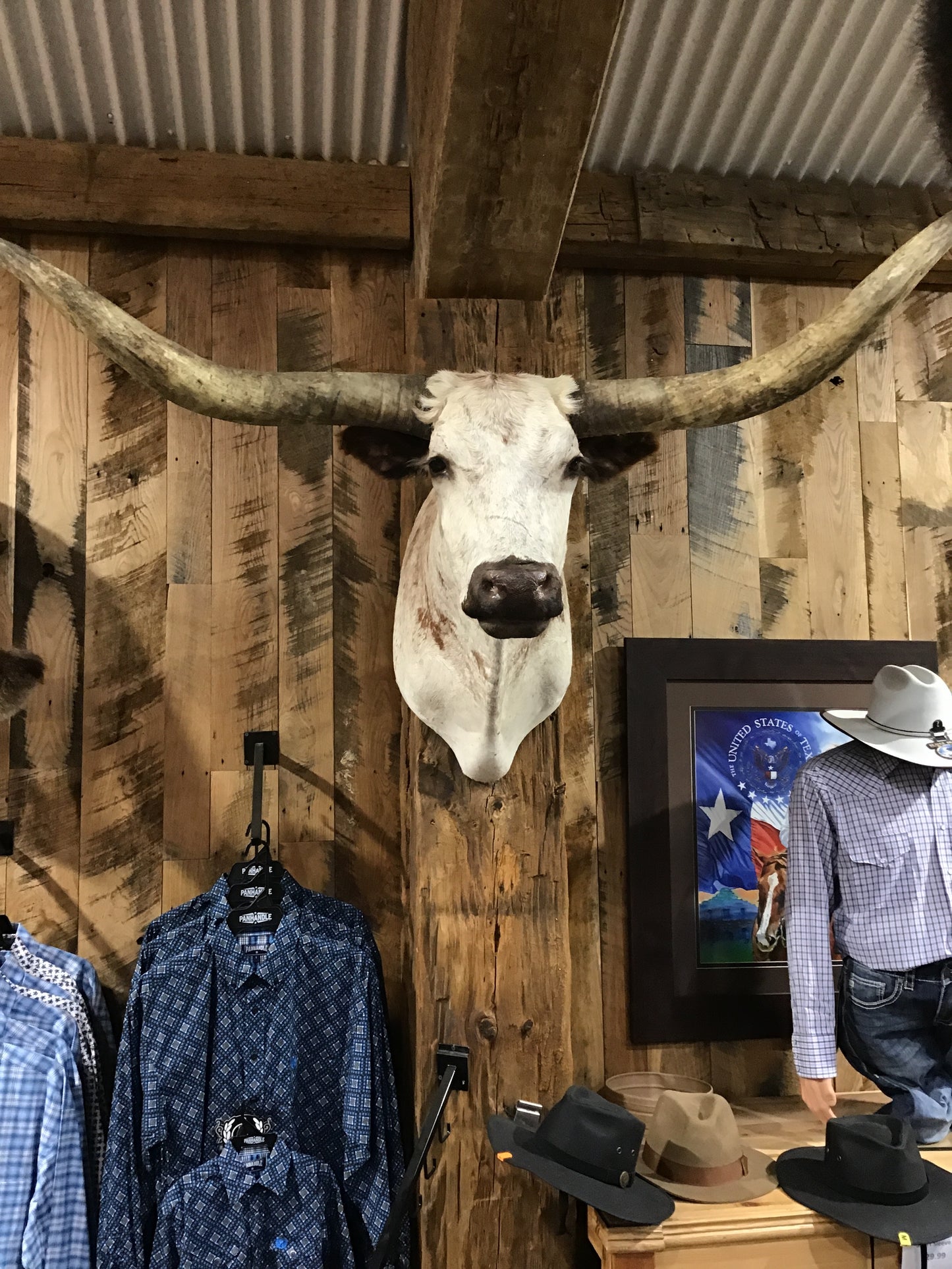 *SOLD* WHITE LONGHORN MOUNT WITH BROWN