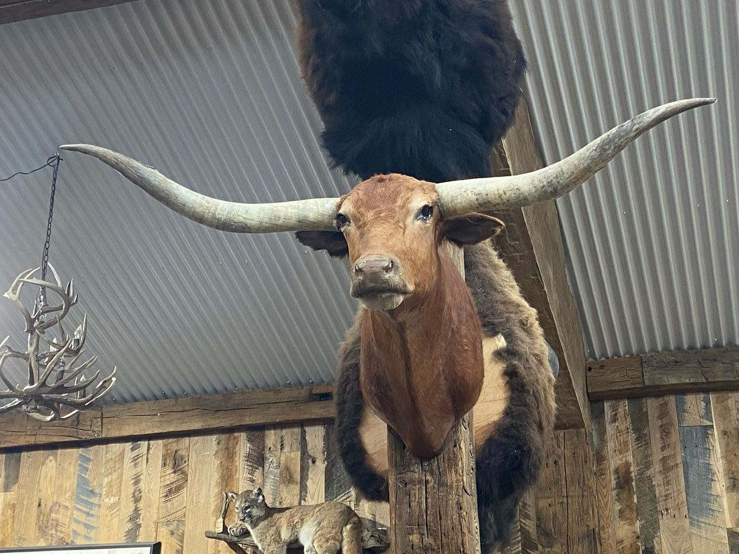 RED LONGHORN MOUNT*SOLD*