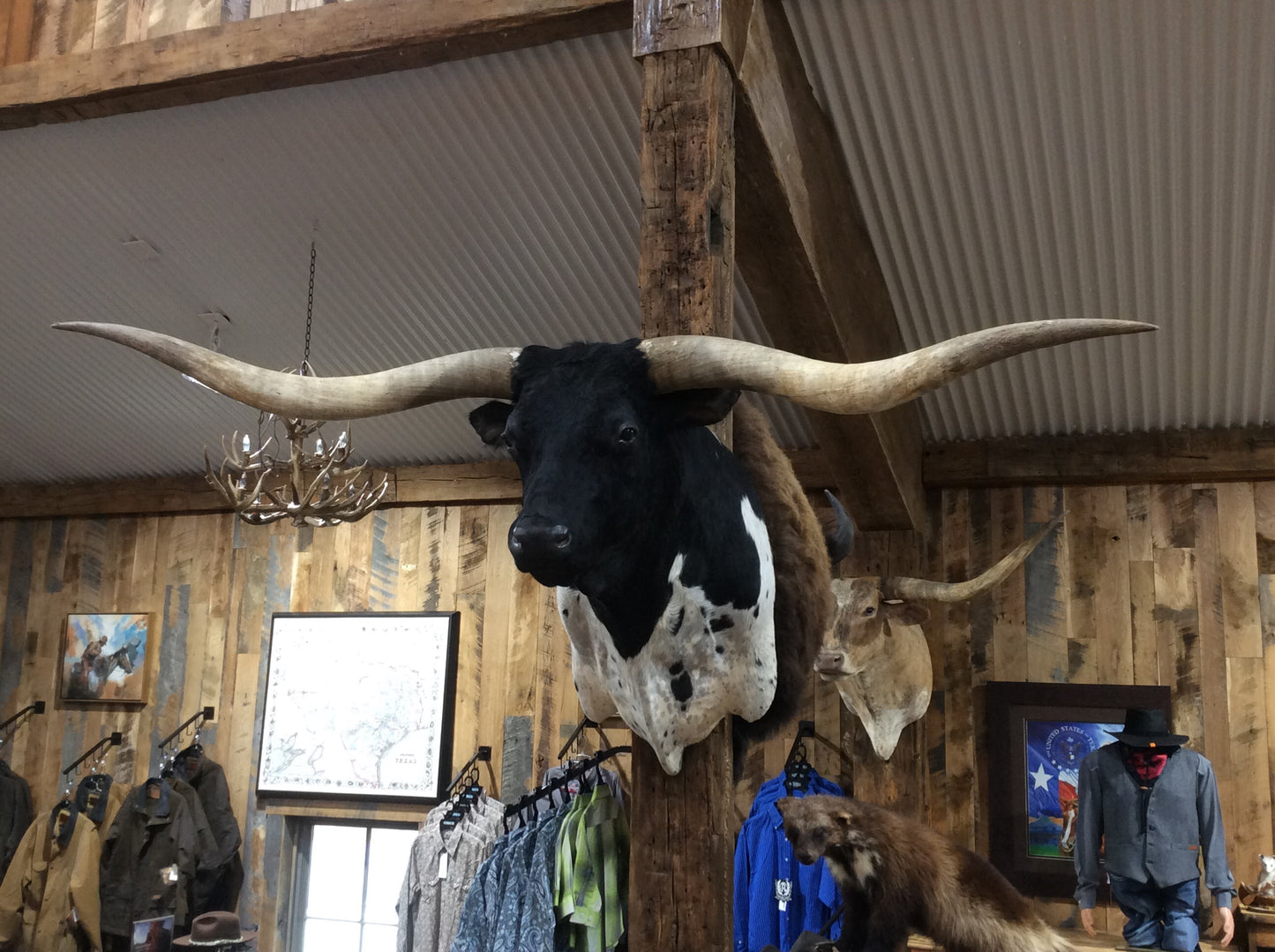 *SOLD* Longhorn Mount