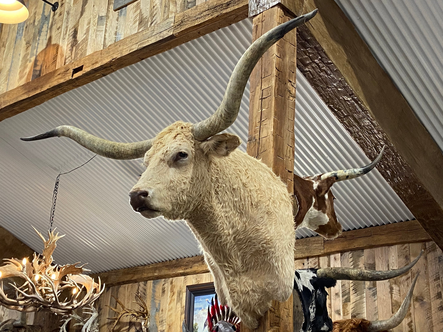 *SOLD*CREAM LONGHORN MOUNT