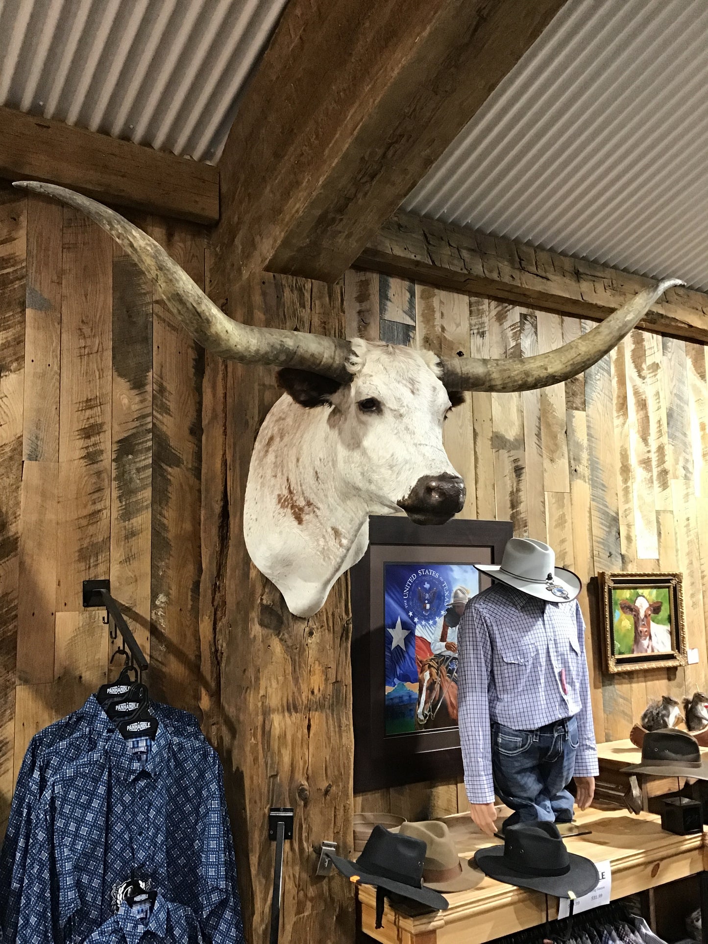 *SOLD* WHITE LONGHORN MOUNT WITH BROWN