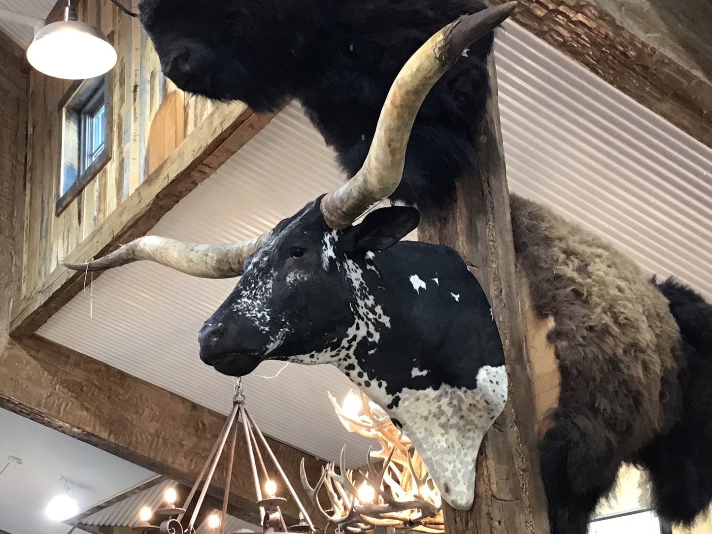 *SOLD* BLACK AND WHITE LONGHORN MOUNT