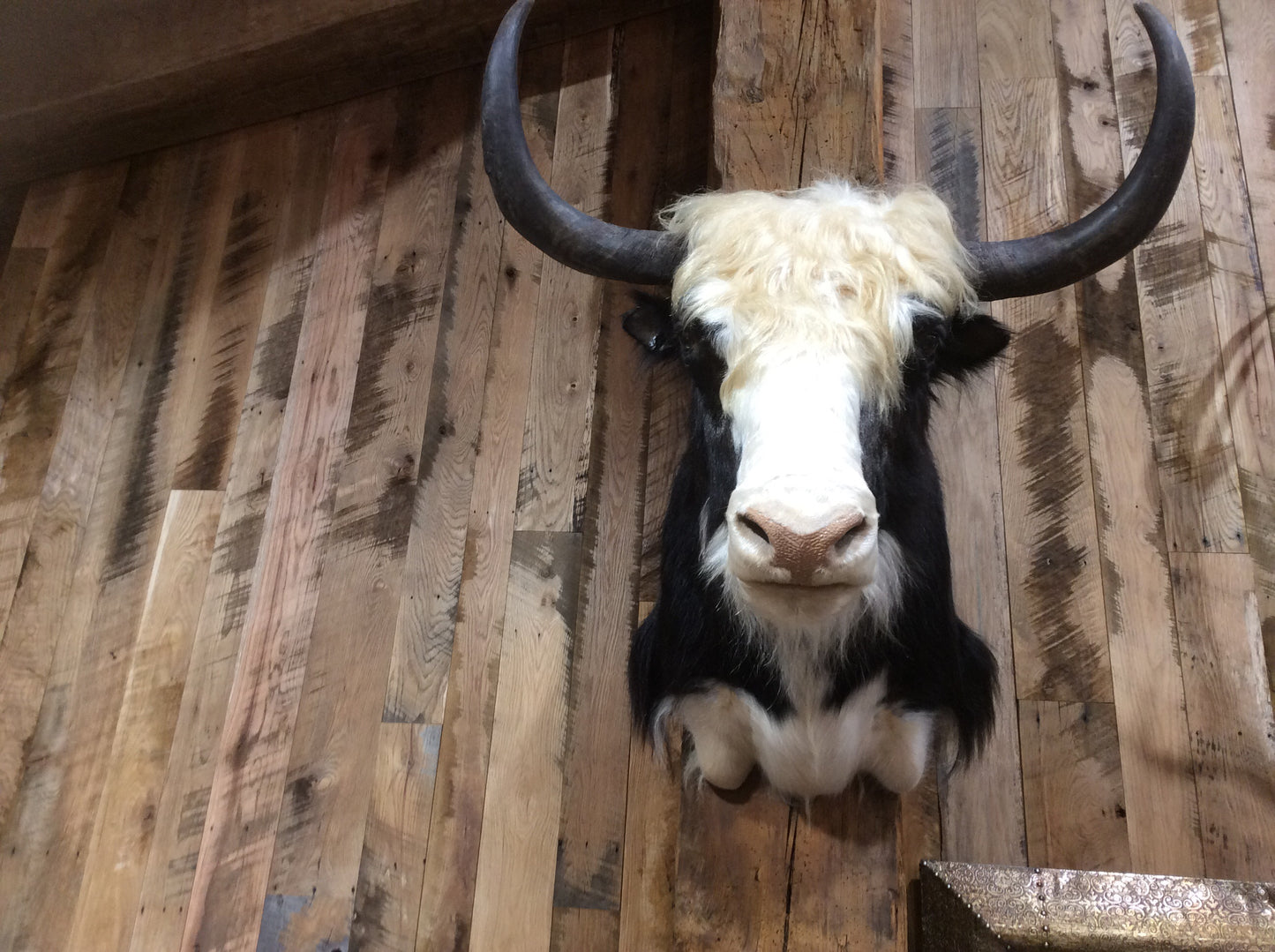 Yak
