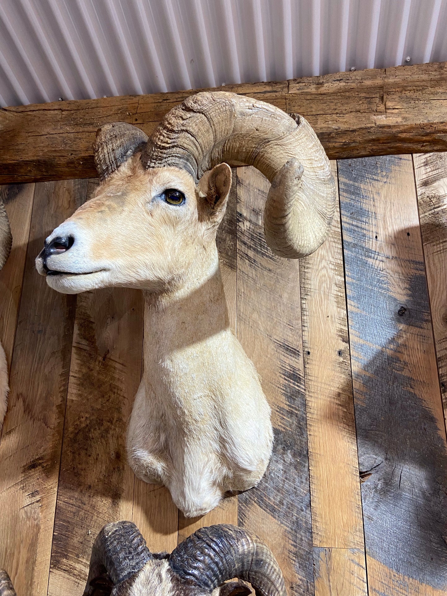 DESERT BIGHORN SHEEP RAM SHOULDER MOUNT