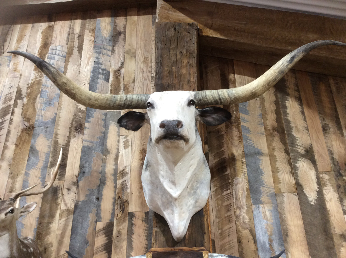 *SOLD* Longhorn Mount