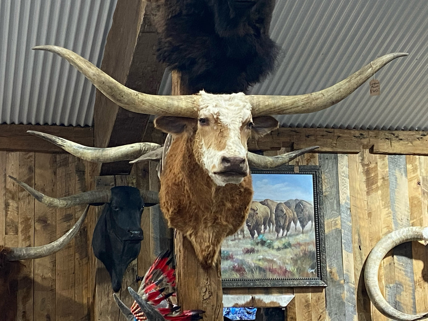 *SOLD* - RED AND WHITE LONGHORN MOUNT