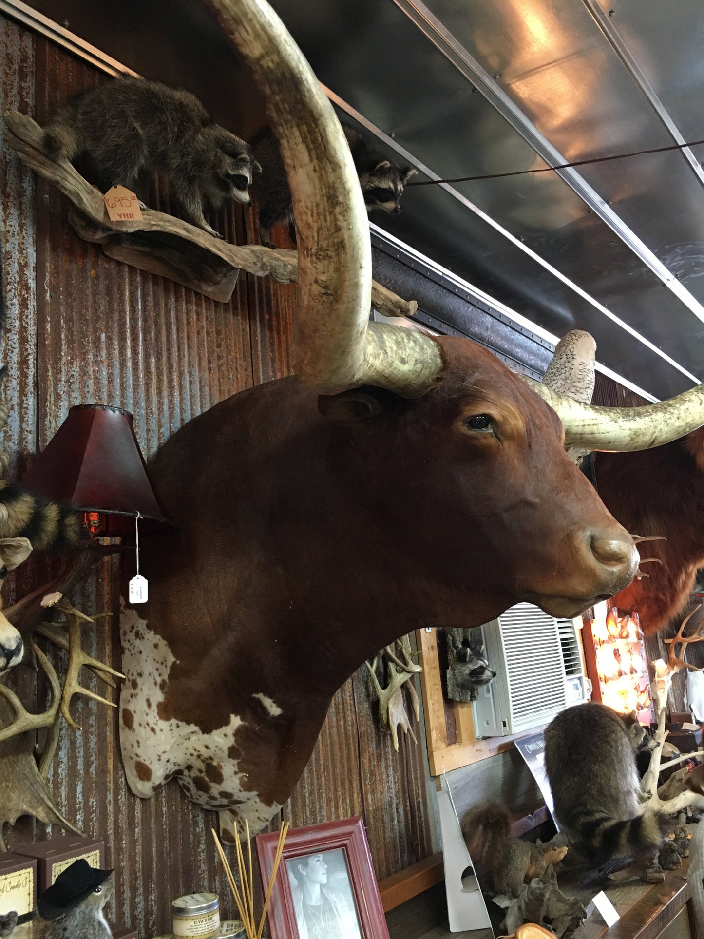 ***SOLD*** Longhorn Mount NWRED54