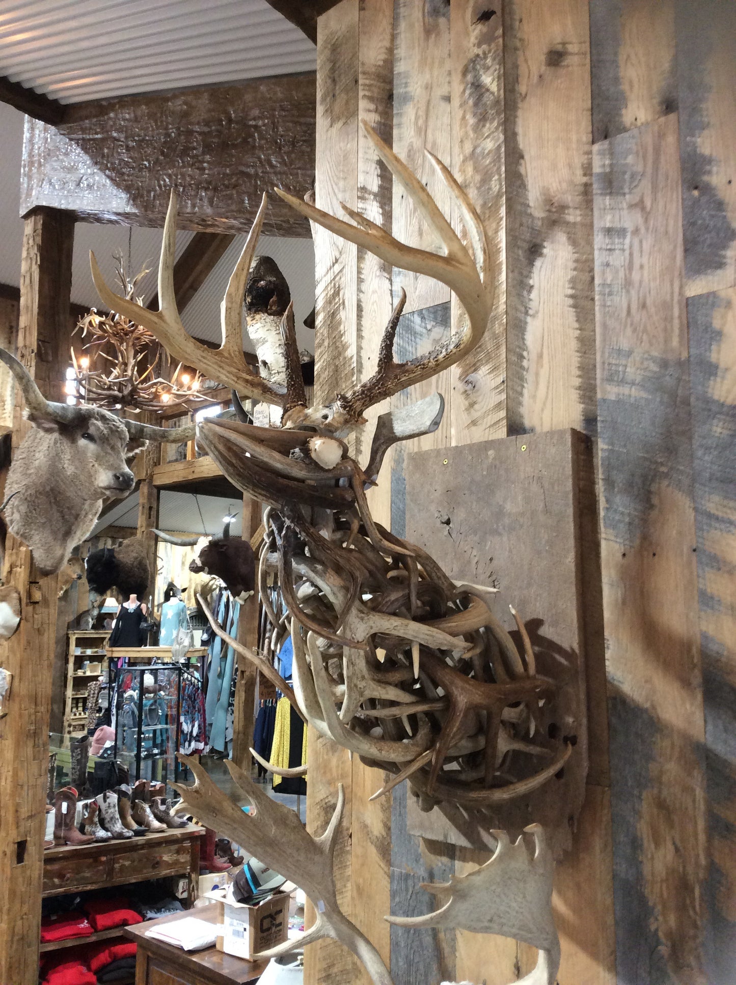 Antler Deer