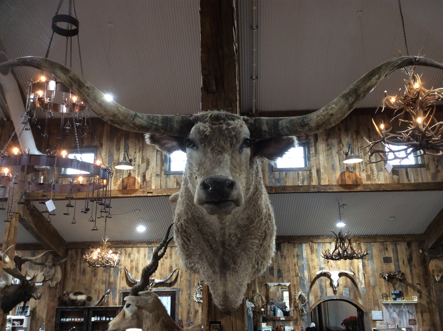 *SOLD* Longhorn Mount