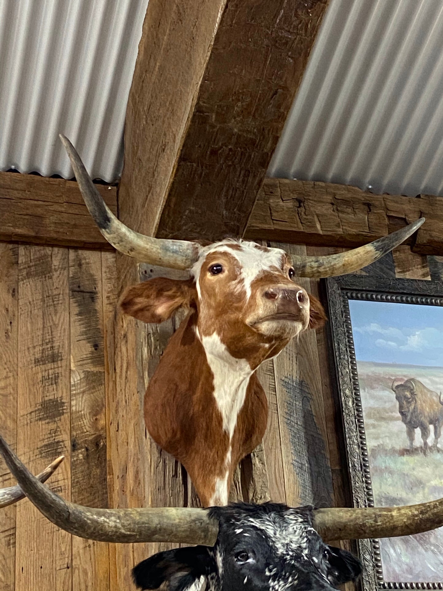*SOLD*RED AND WHITE LONGHORN MOUNT * SOLD *