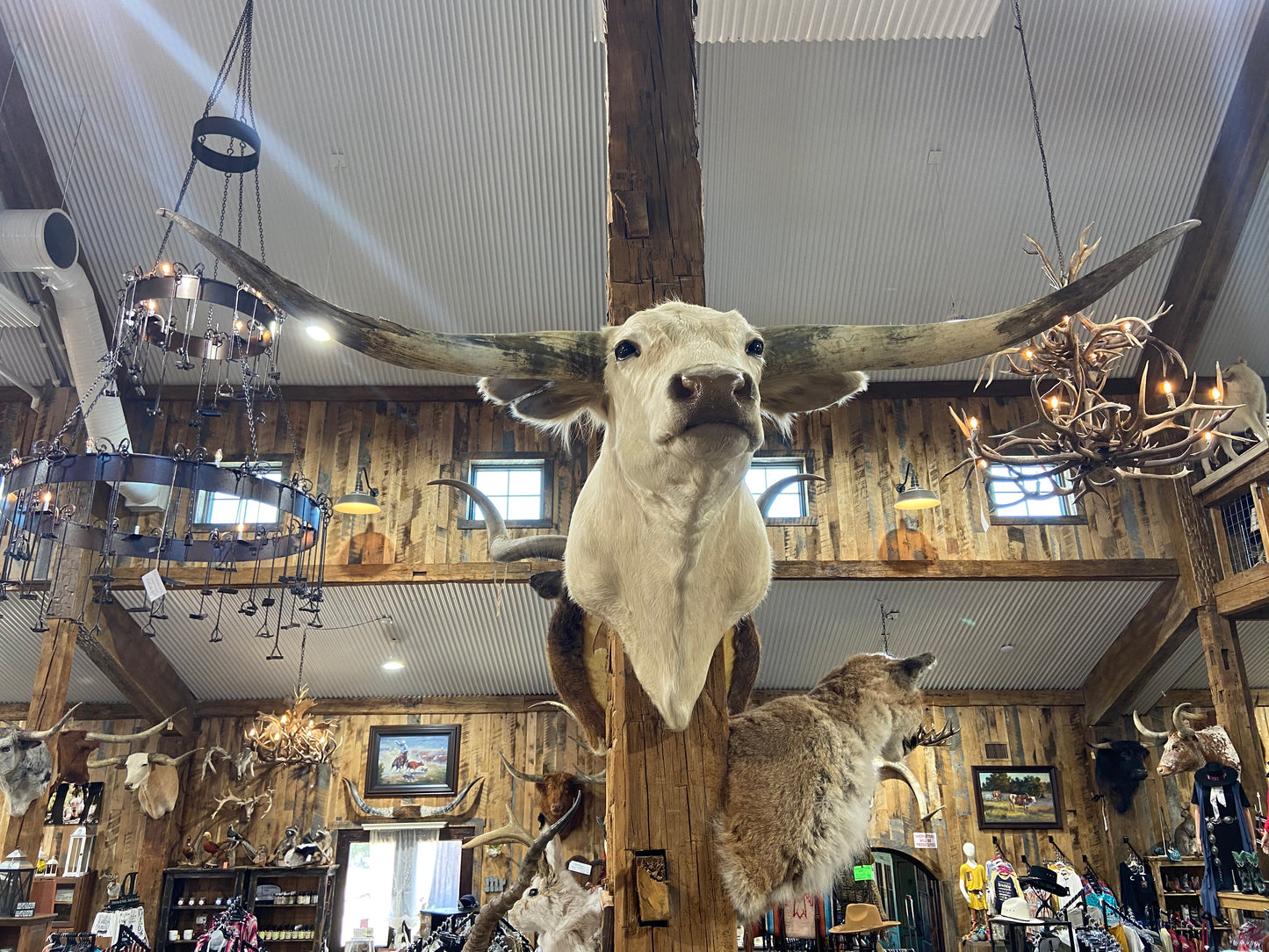 *SOLD* White longhorn mount