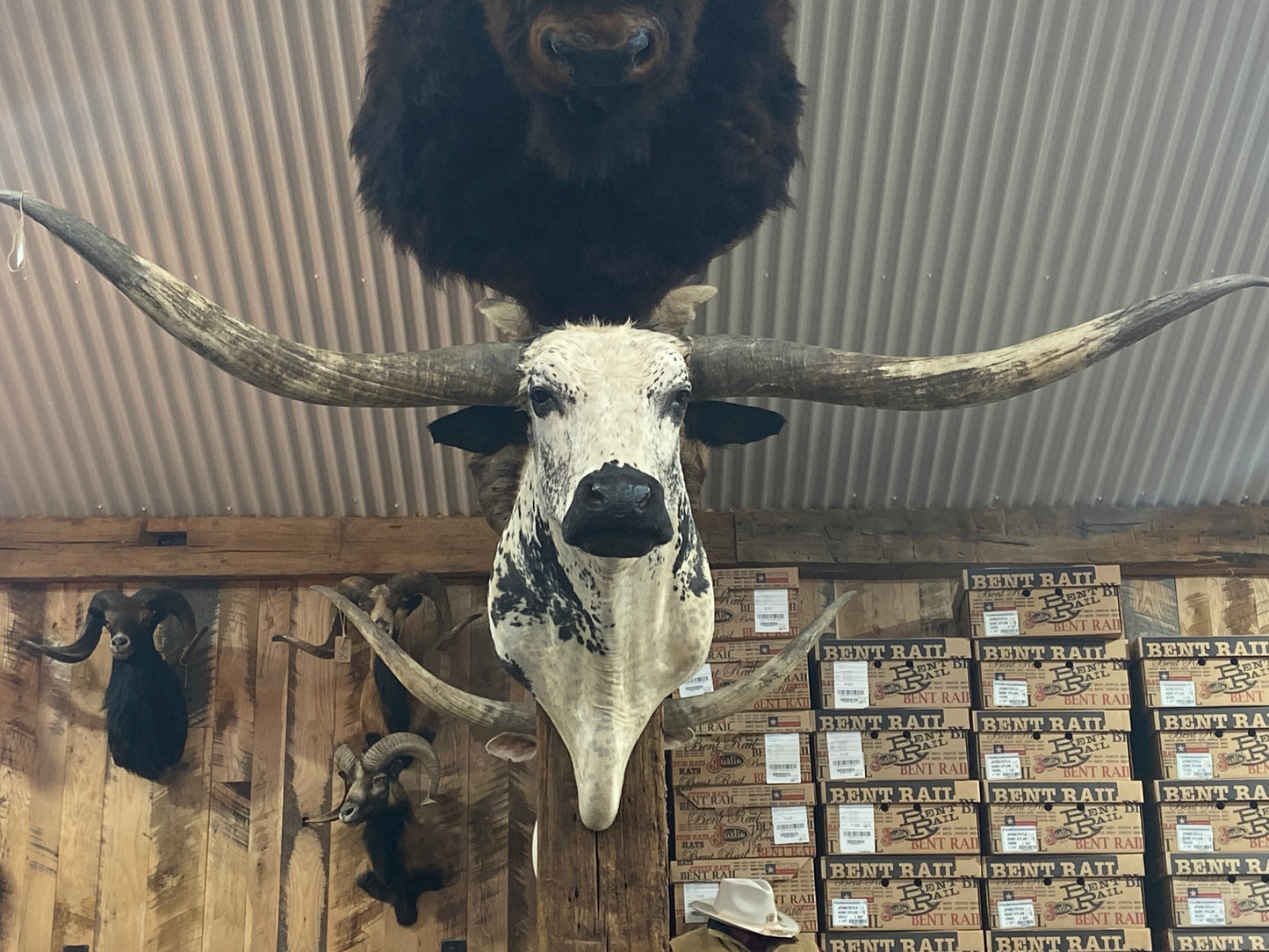 * sold* WHITE BLACK LONGHORN MOUNT