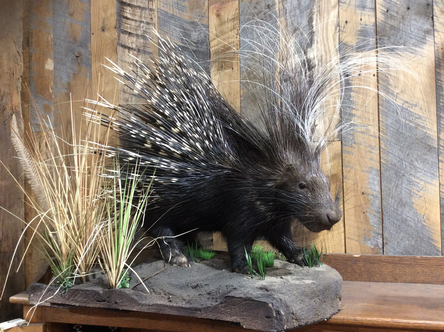 African Porcupine