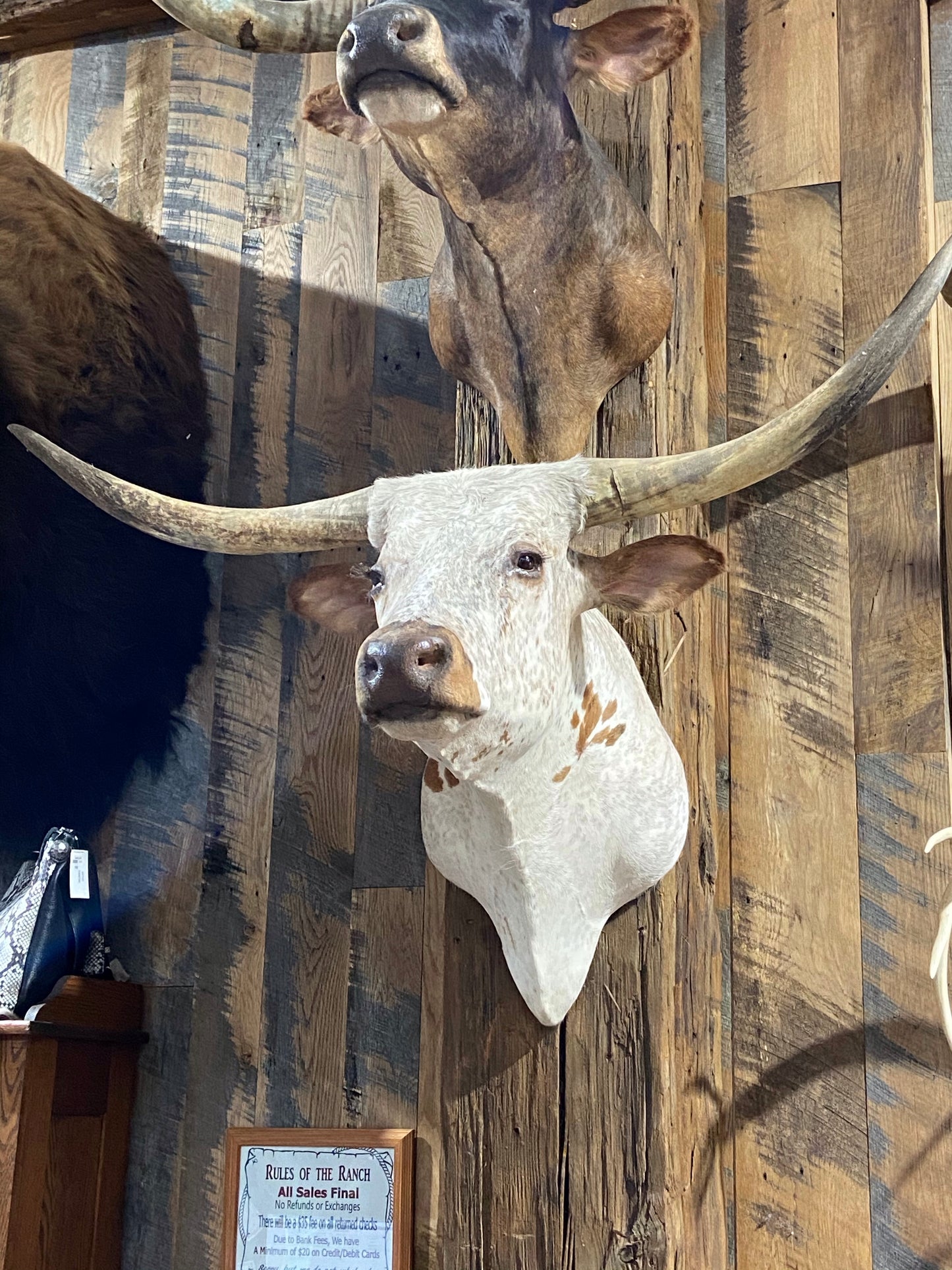 *SOLD* WHITE AND ORANGE LONGHORN MOUNT