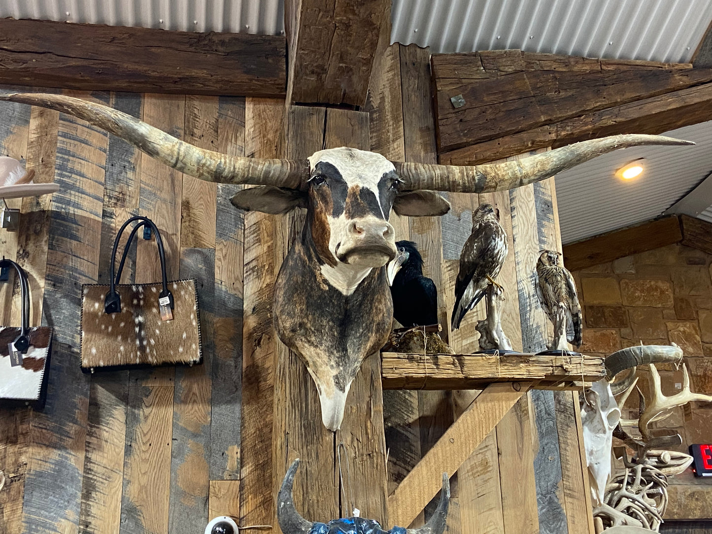 BRINDLE LONGHORN MOUNT *****SOLD******