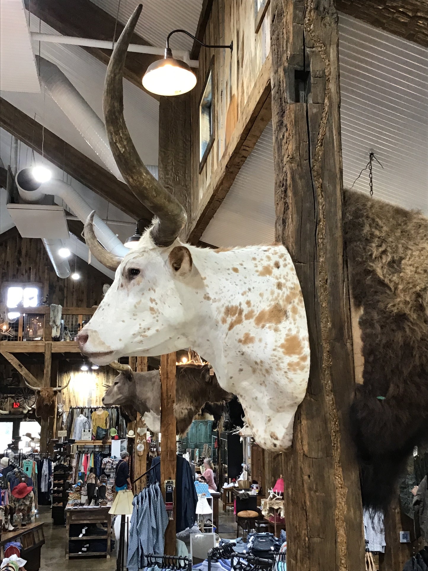 *SOLD* Longhorn white/orange