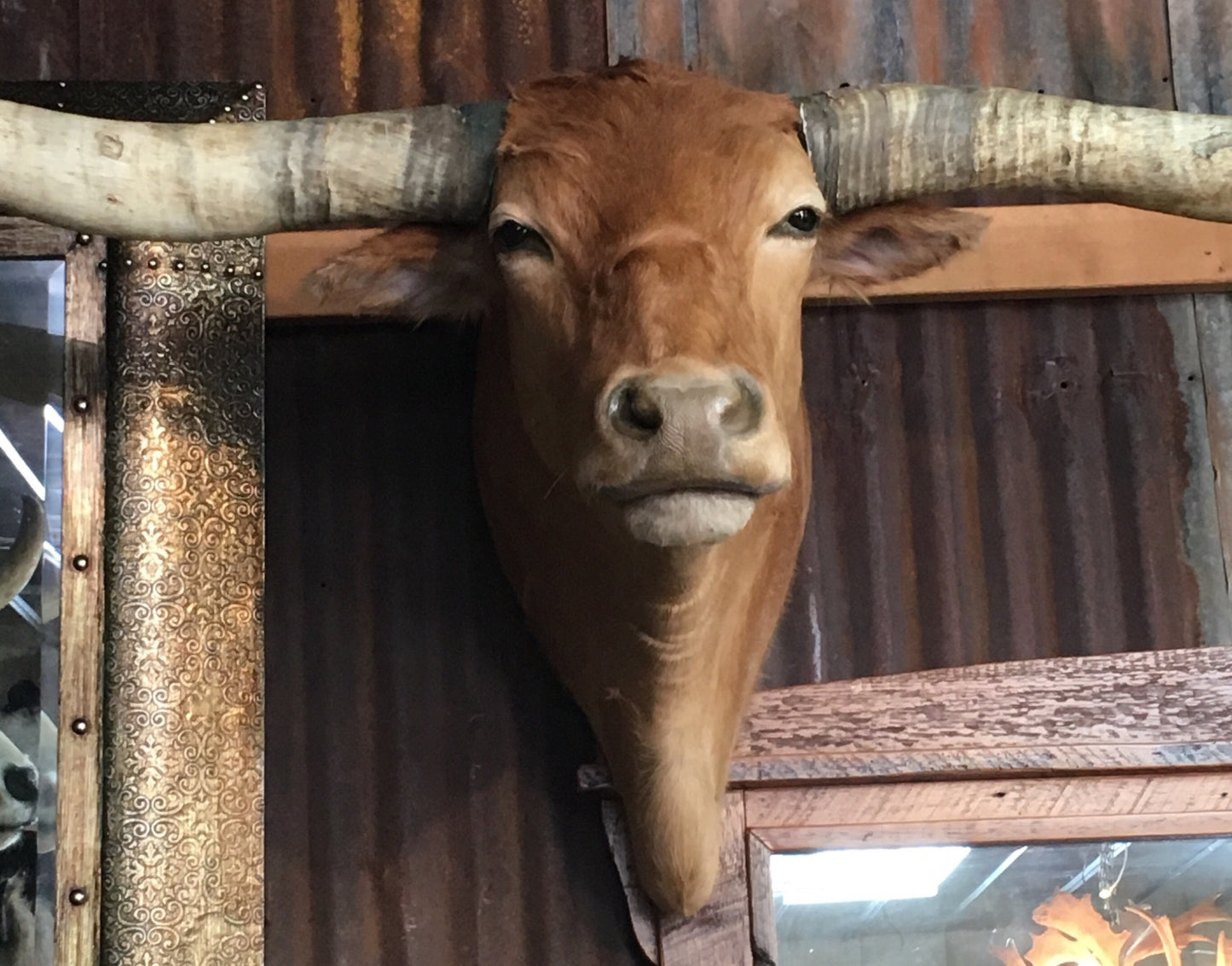 *SOLD* Longhorn Mount NTAN18
