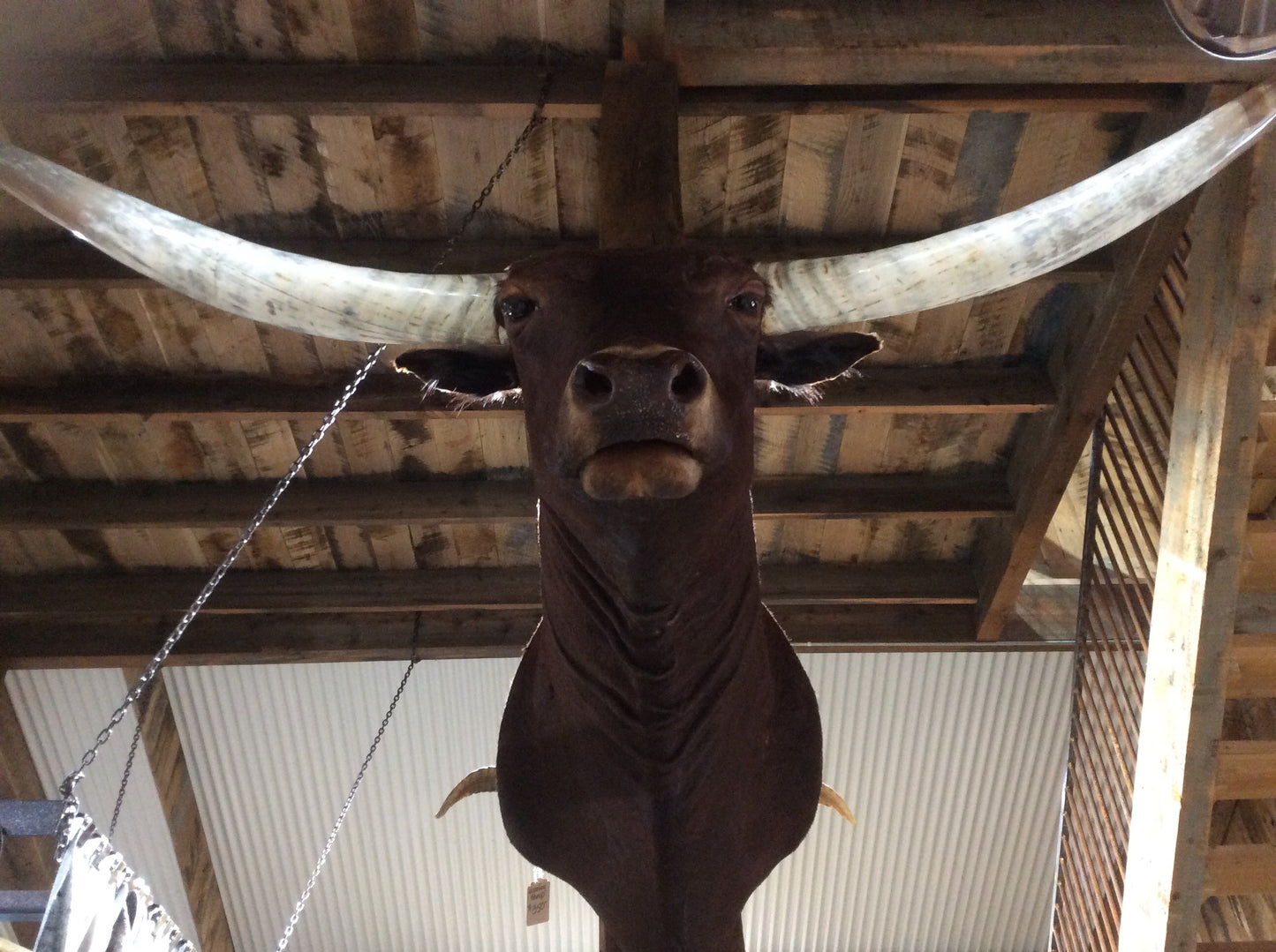 *SOLD* Longhorn Mount
