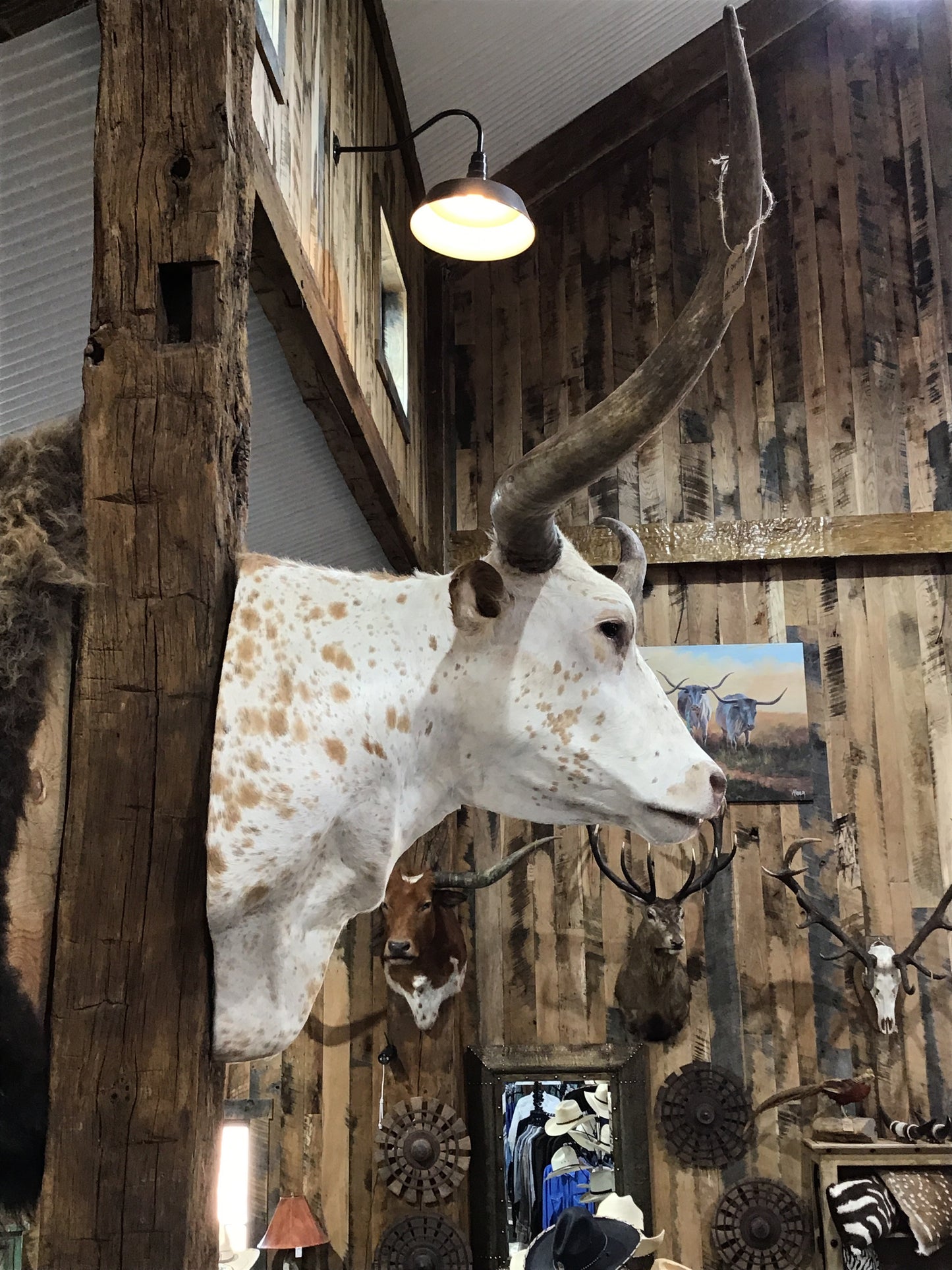 *SOLD* Longhorn white/orange