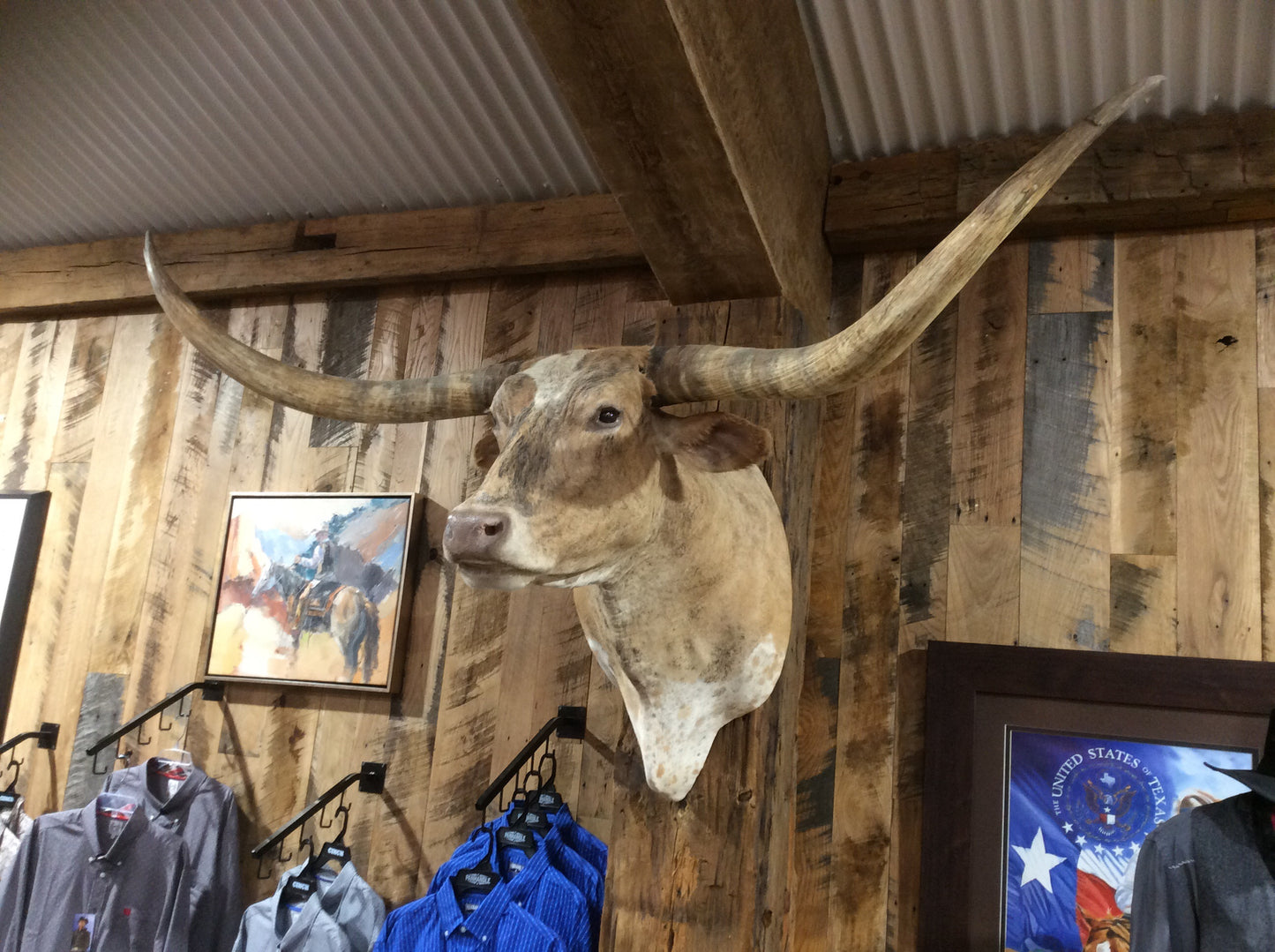 *SOLD* Longhorn Mount