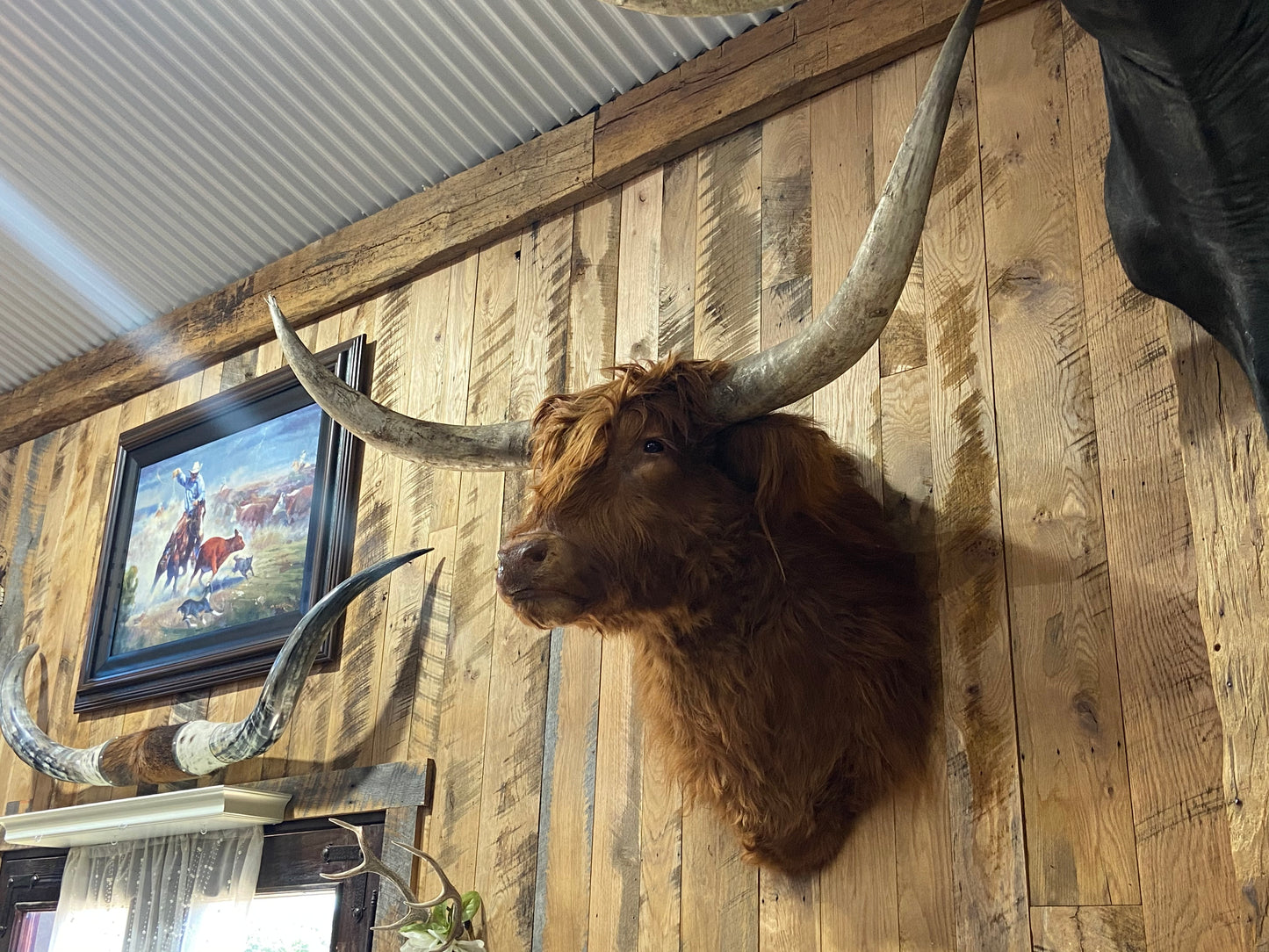 Red Scottish Highland mount