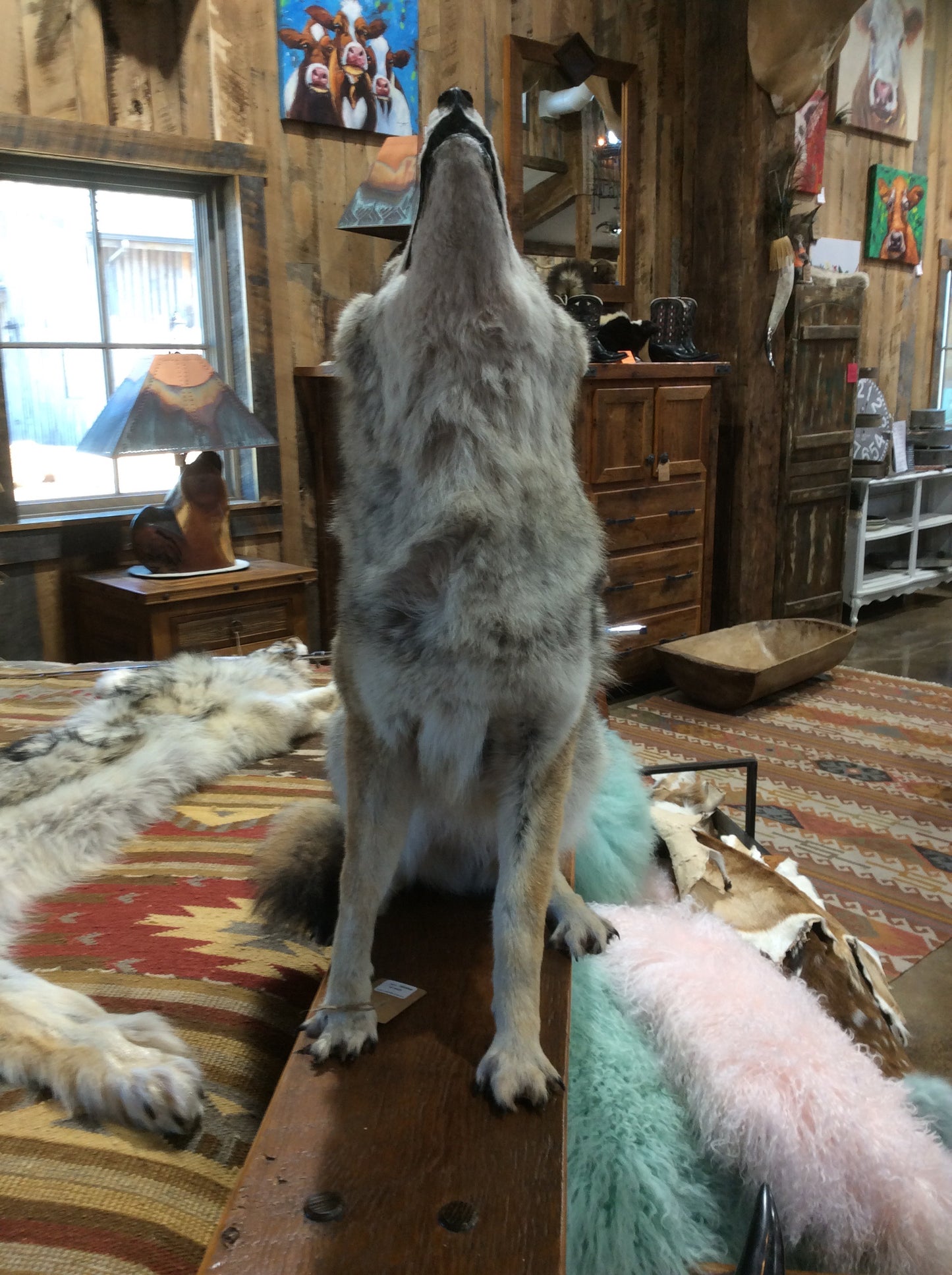 Coyote