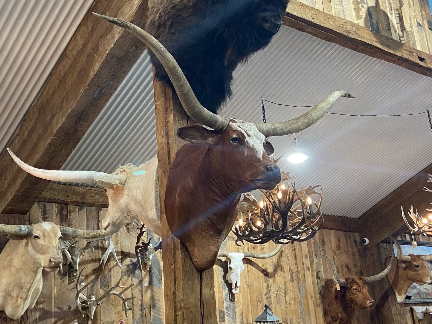 *SOLD* RED AND WHITE LONGHORN MOUNT