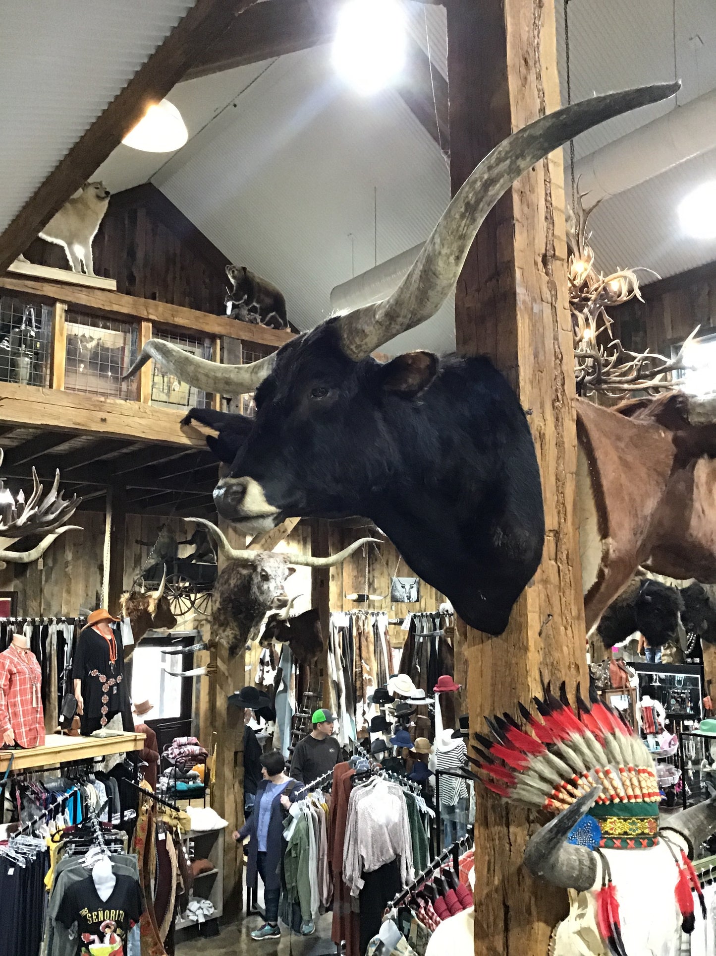 *SOLD* BLACK LONGHORN MOUNT