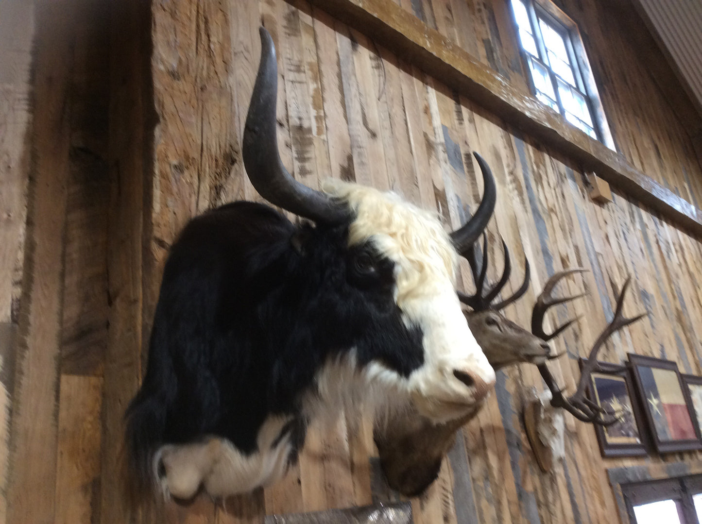 Yak