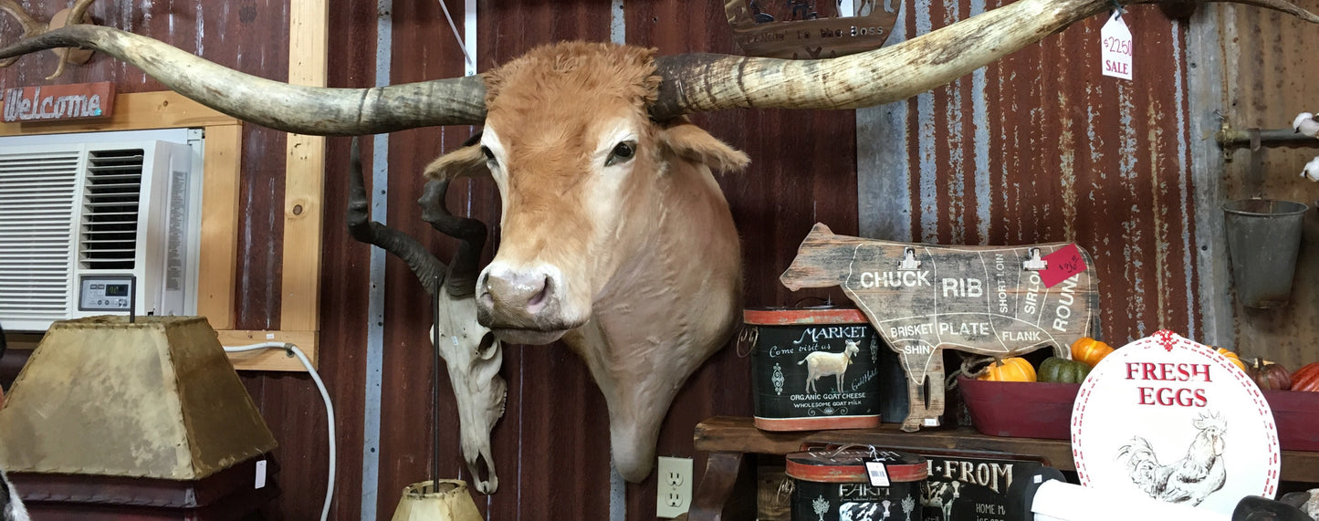 **SOLD*** Longhorn Mount NTAN19