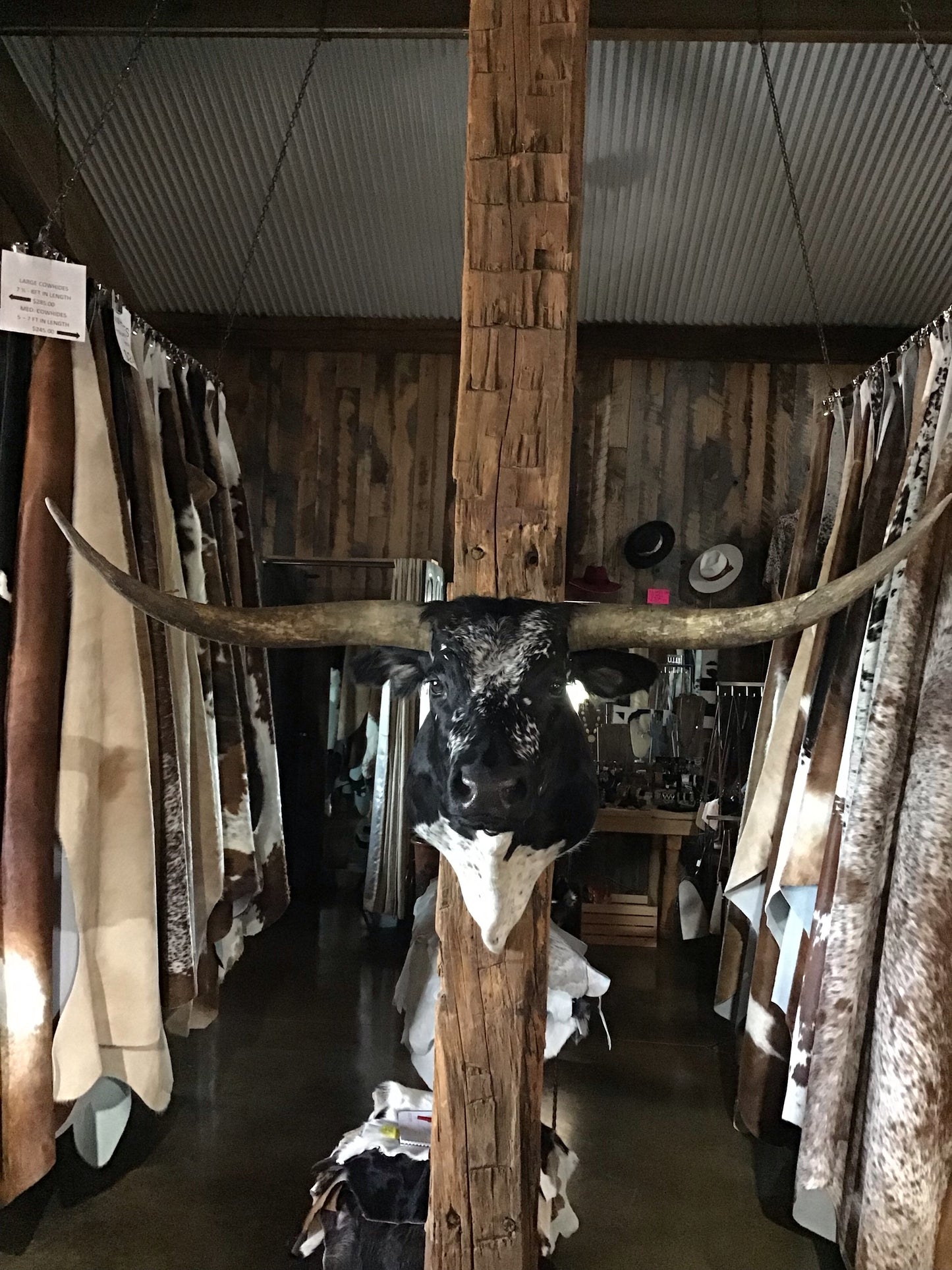 BLACK AND WHITE LONGHORN MOUNT*SOLD*