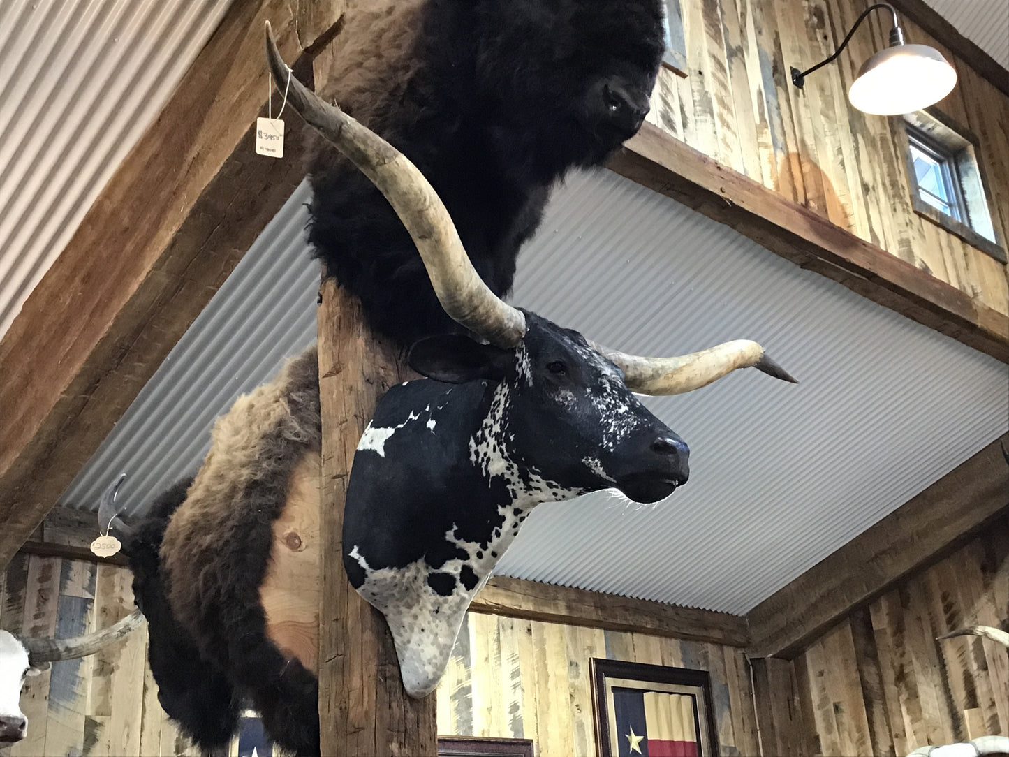 *SOLD* BLACK AND WHITE LONGHORN MOUNT