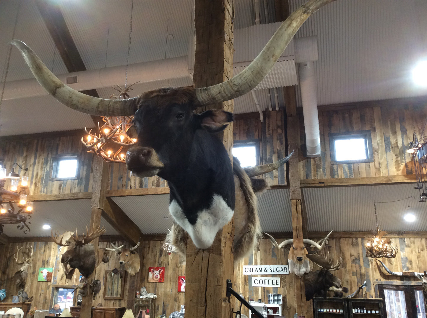 *SOLD* Longhorn Mount