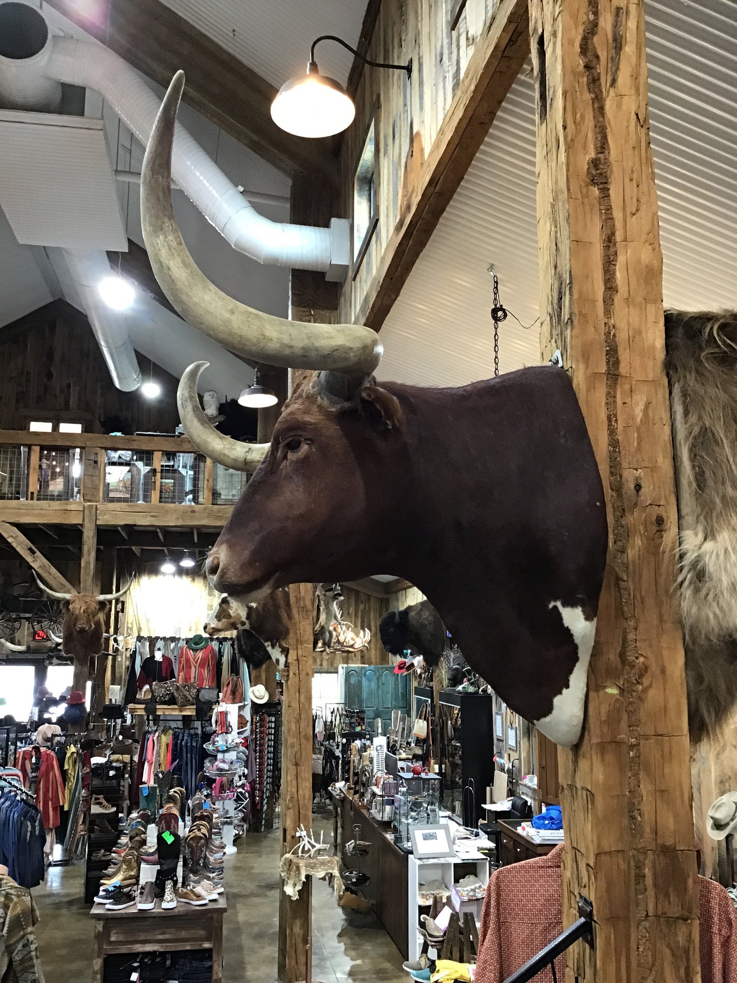 *SOLD* RED LONGHORN MOUNT NON-REMOVABLE HORNS