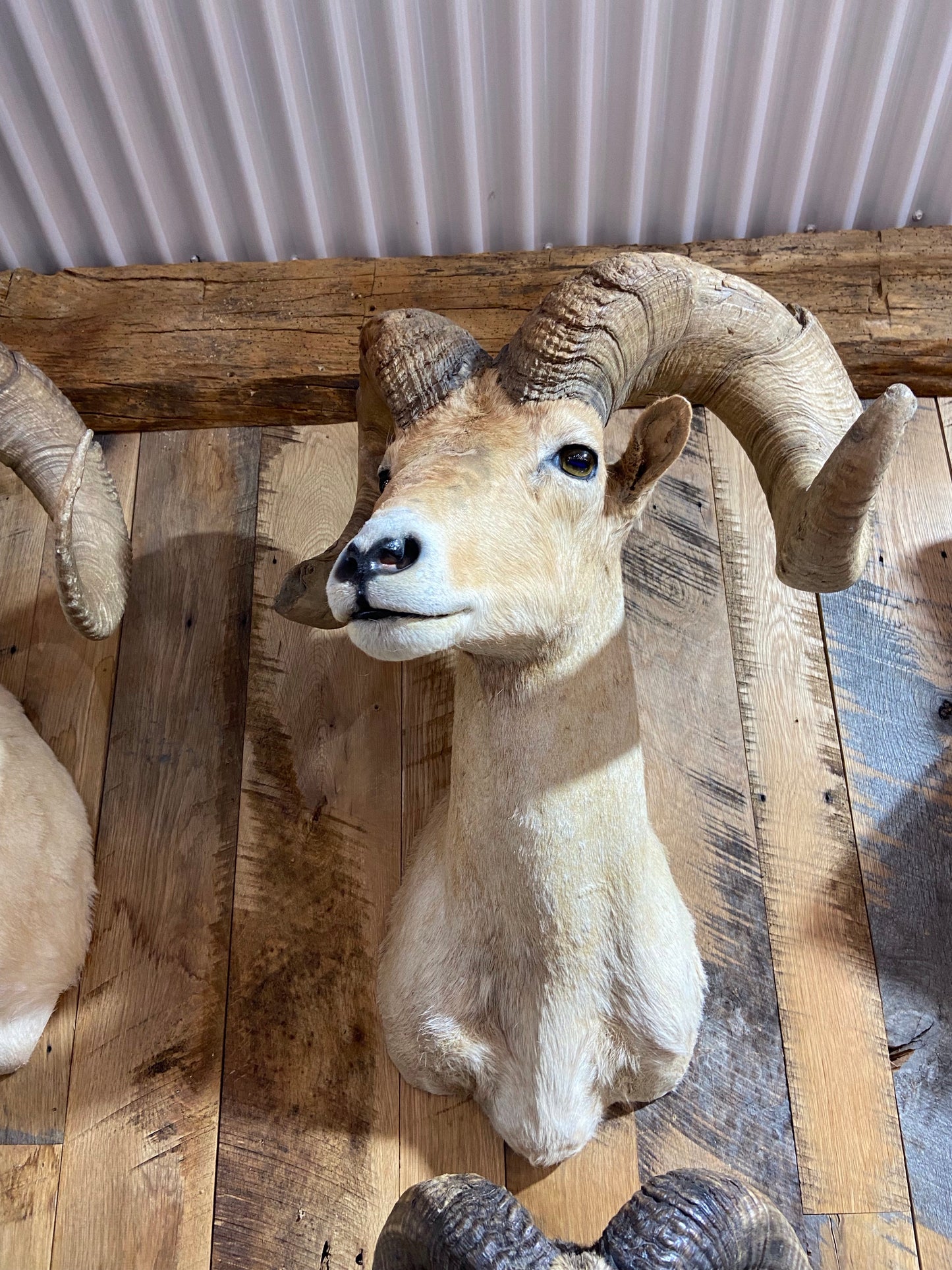 DESERT BIGHORN SHEEP RAM SHOULDER MOUNT