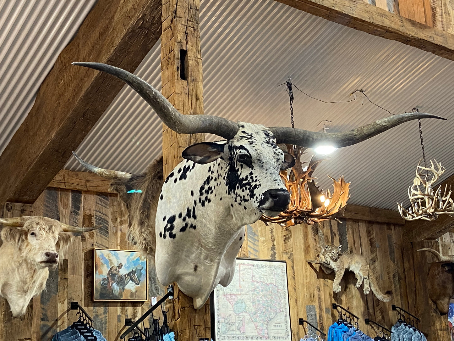 *SOLD*White and black longhorn mount