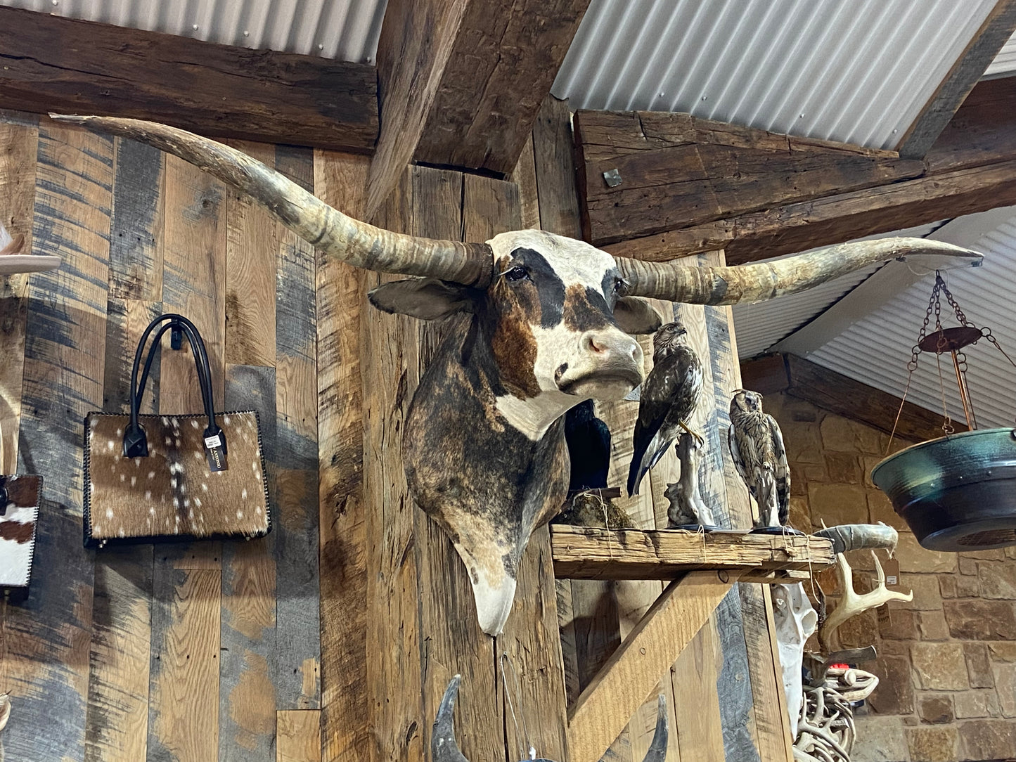 BRINDLE LONGHORN MOUNT *****SOLD******