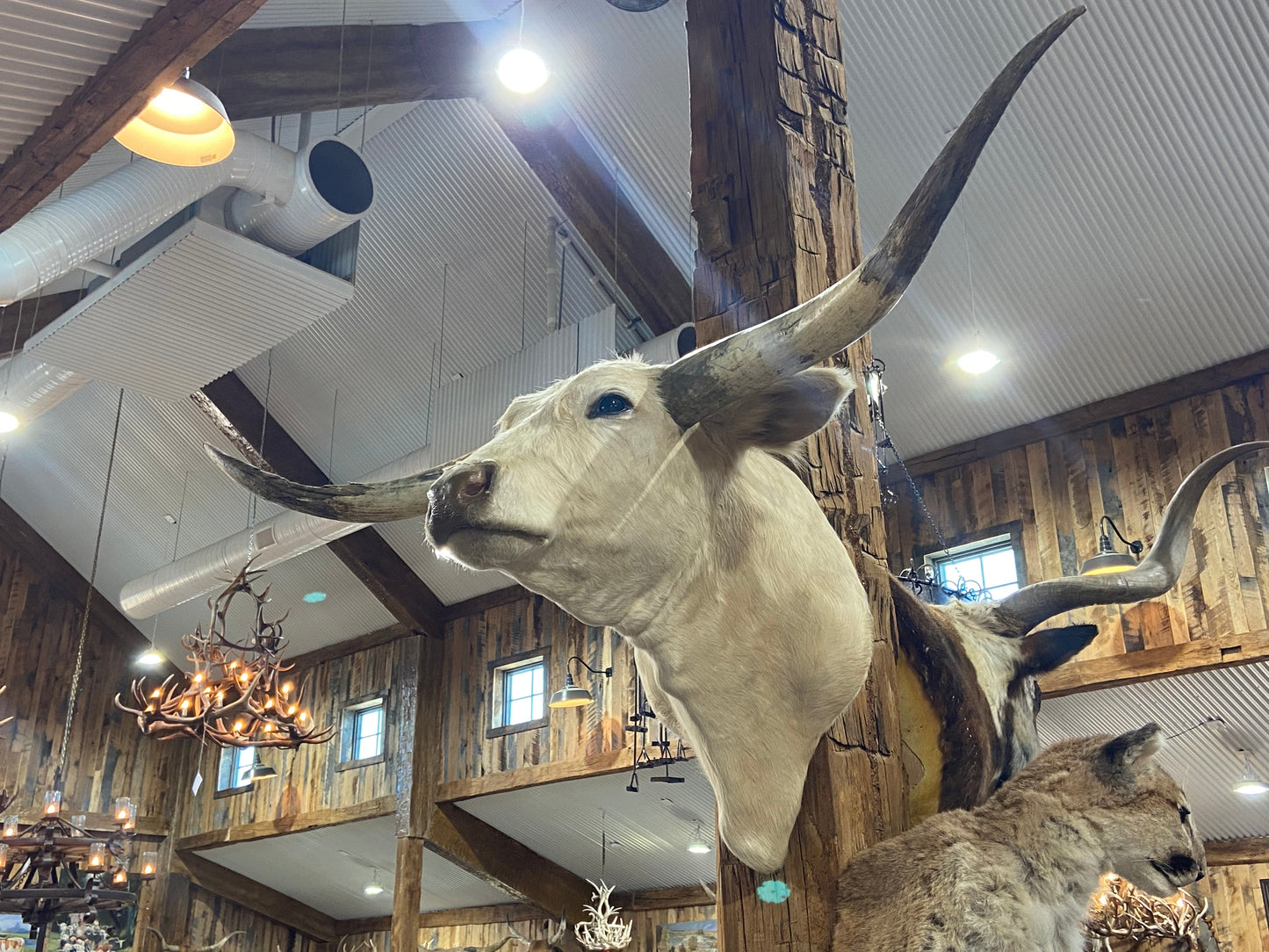 *SOLD* White longhorn mount