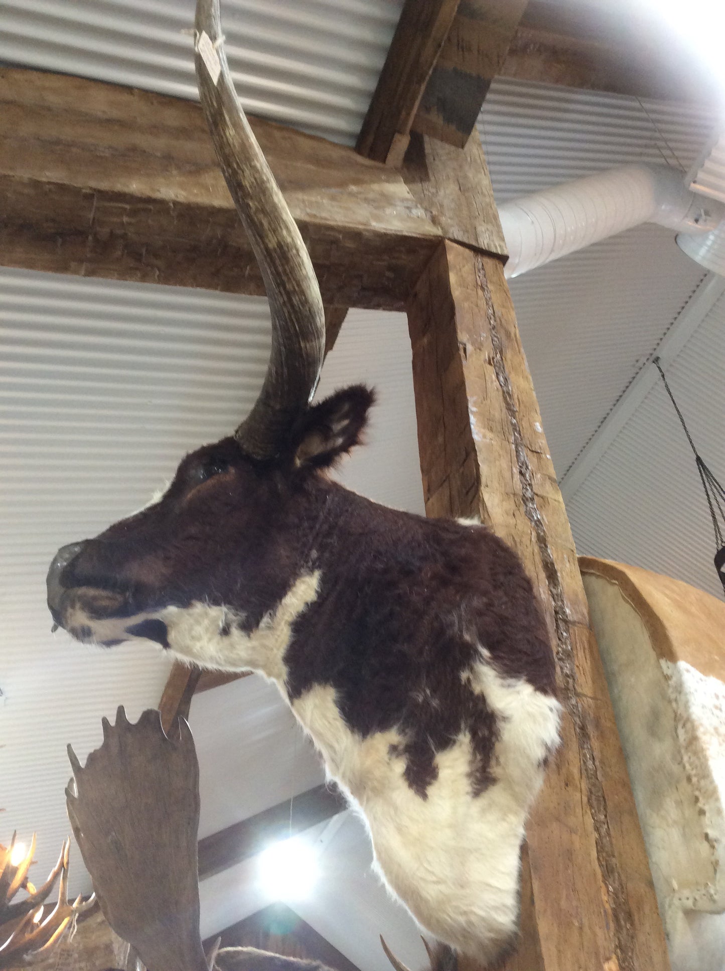 *SOLD* Longhorn Mount