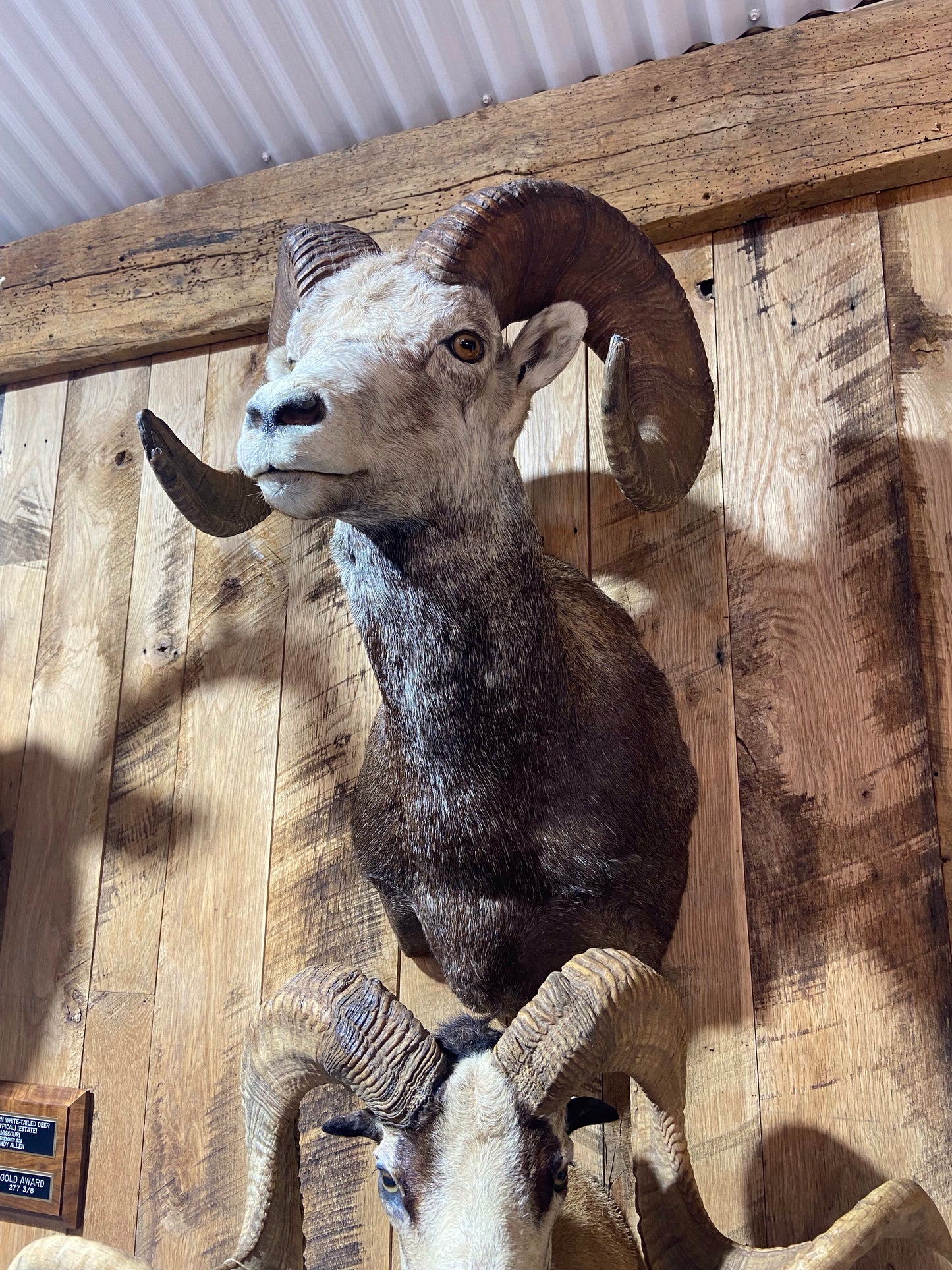 STONE SHEEP SHOULDER MOUNT