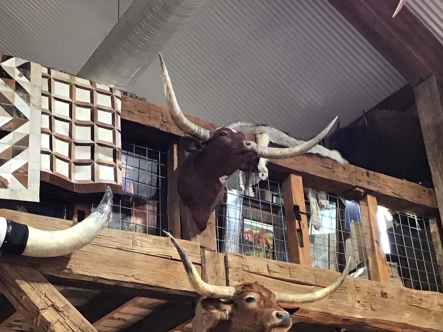 DARK BROWN LONGHORN MOUNT   ****SOLD***