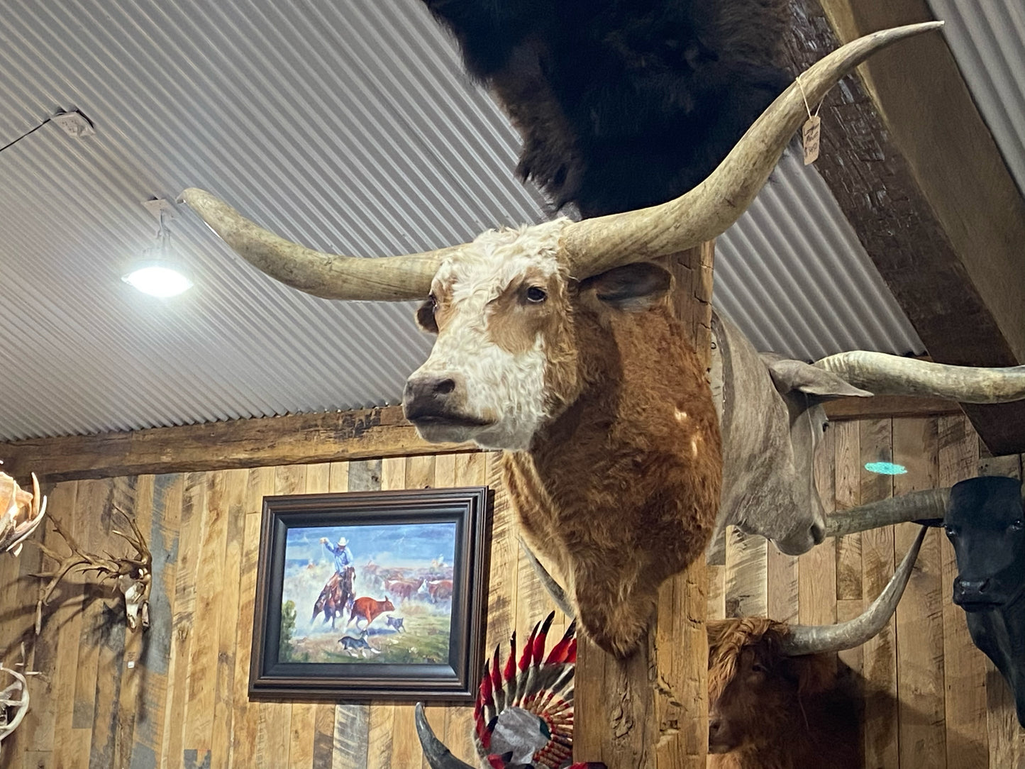 *SOLD* - RED AND WHITE LONGHORN MOUNT