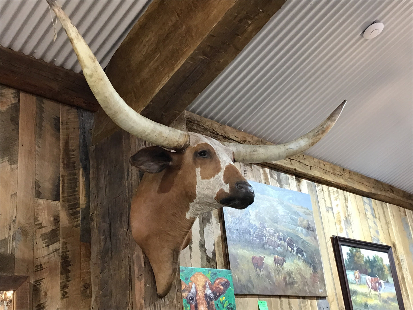 *SOLD* ORANGE WHITE LONGHORN MOUNT