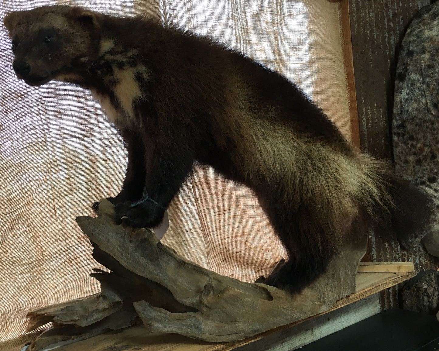 Wolverine On Limb Mount