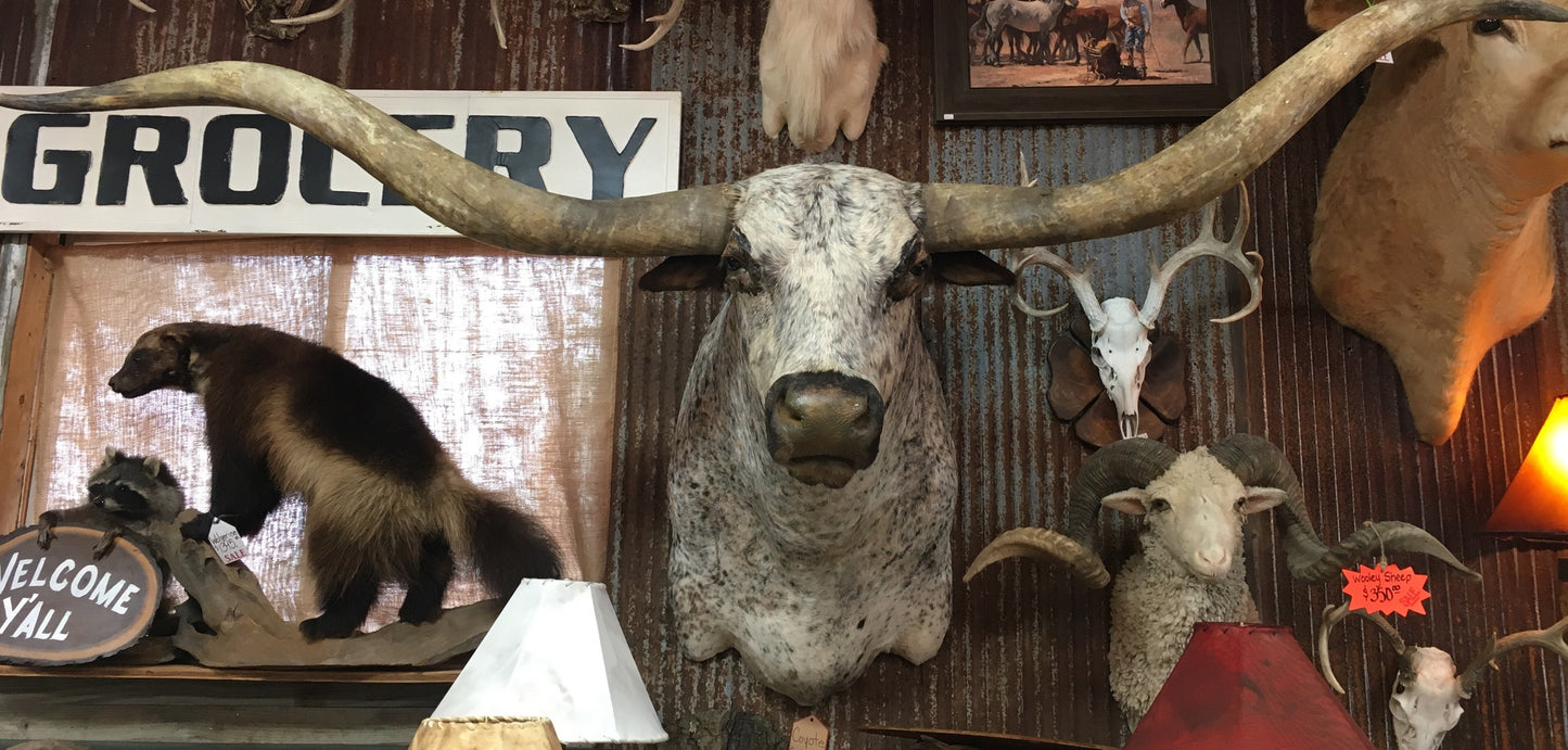 Longhorn Mount NMSPE62 sold