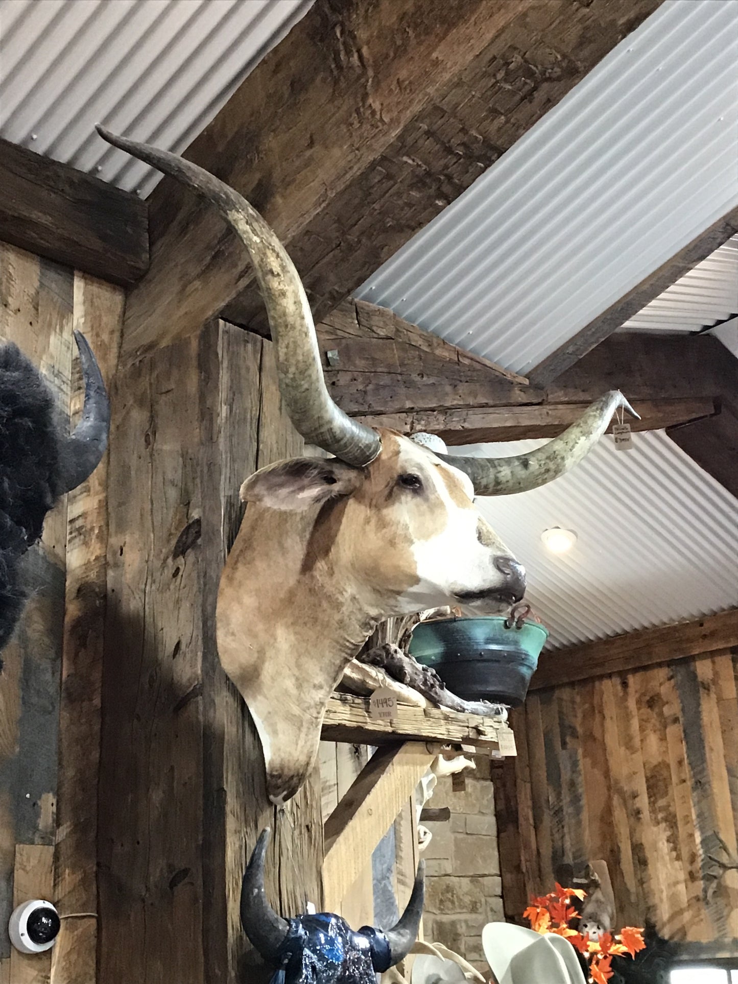 *SOLD* BRINDLE W/ WHITE LONGHORN MOUNT