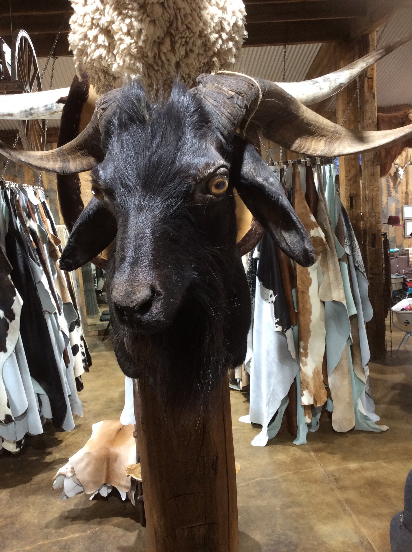 Spanish Goat Mount