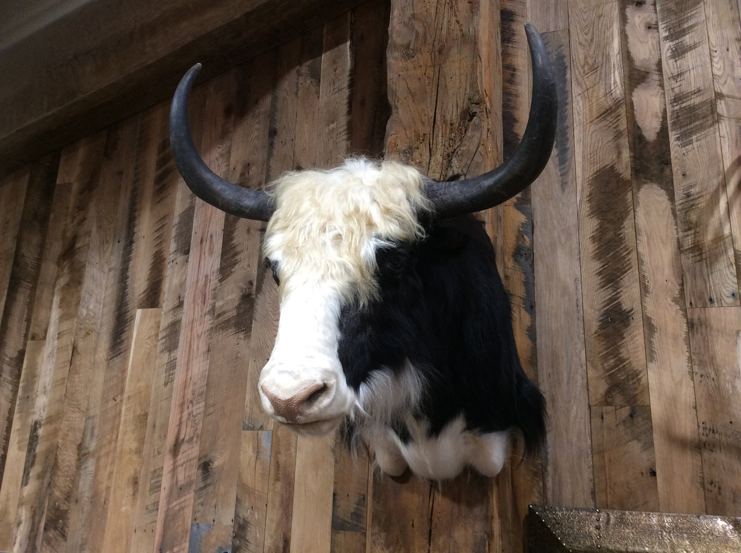 Yak