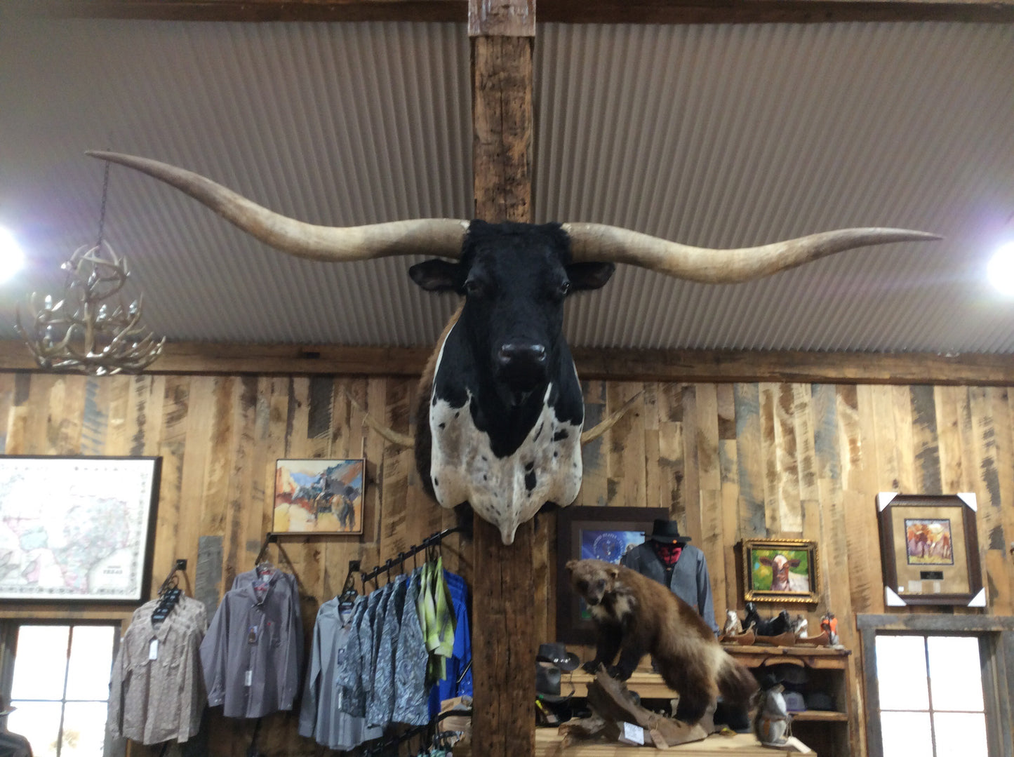 *SOLD* Longhorn Mount
