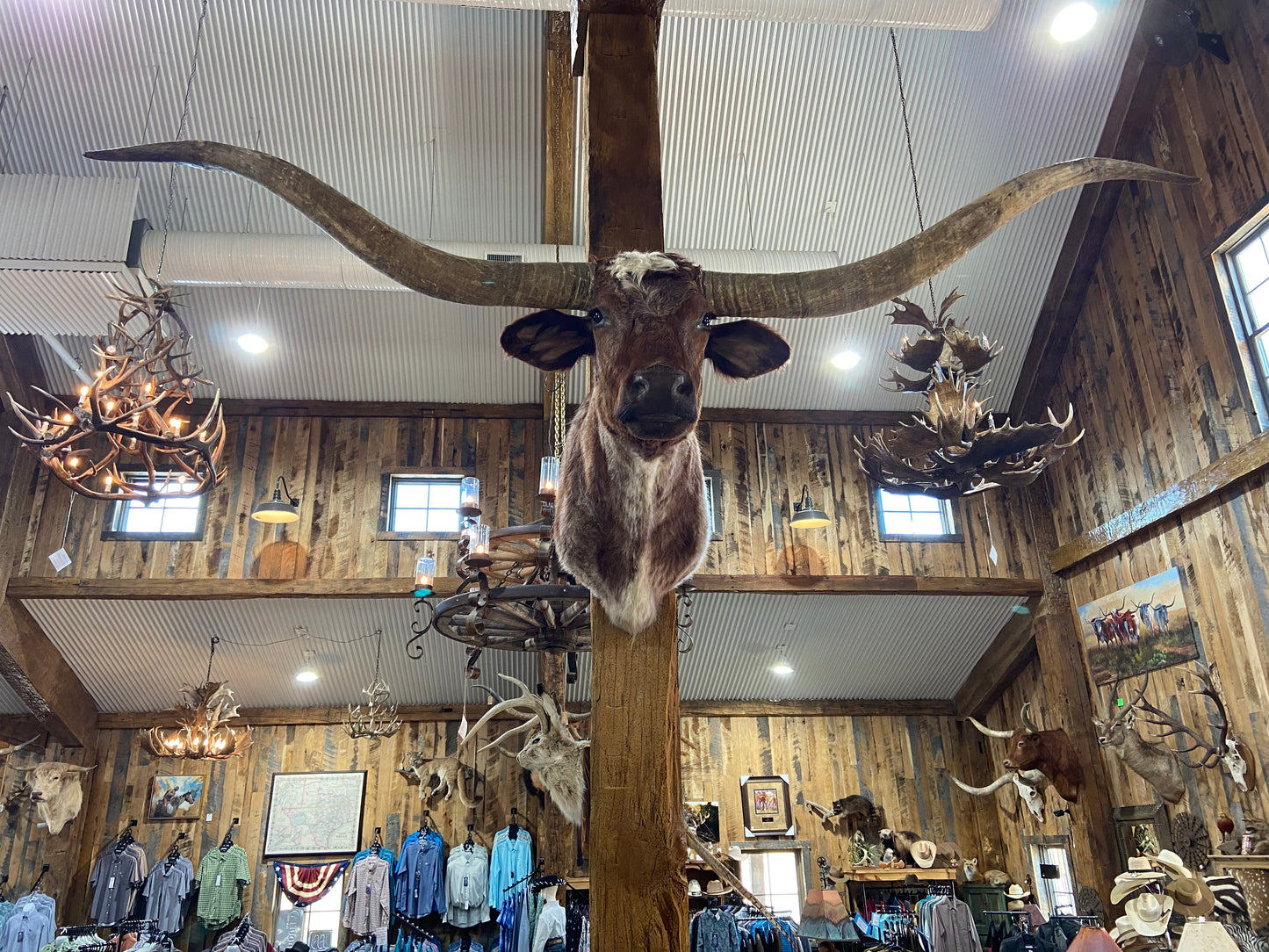 *SOLD*Deep red and white longhorn mount